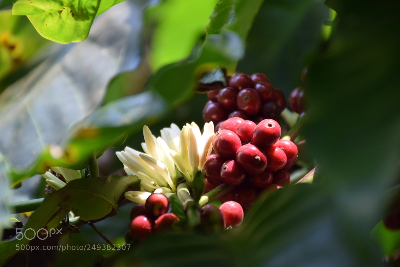 Nikon D5300 sample photo. Coffee beans photography