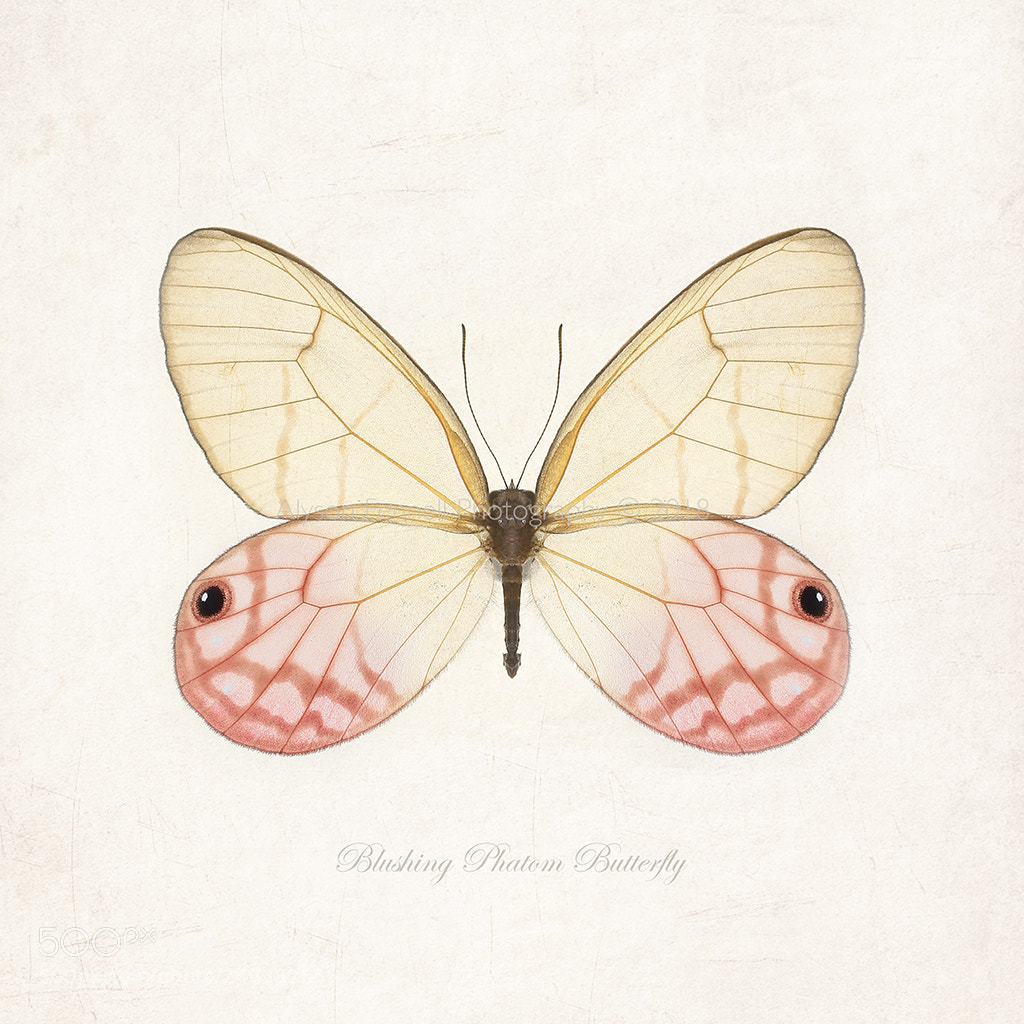 Canon EOS 7D Mark II sample photo. Blushing phantom butterfly photography