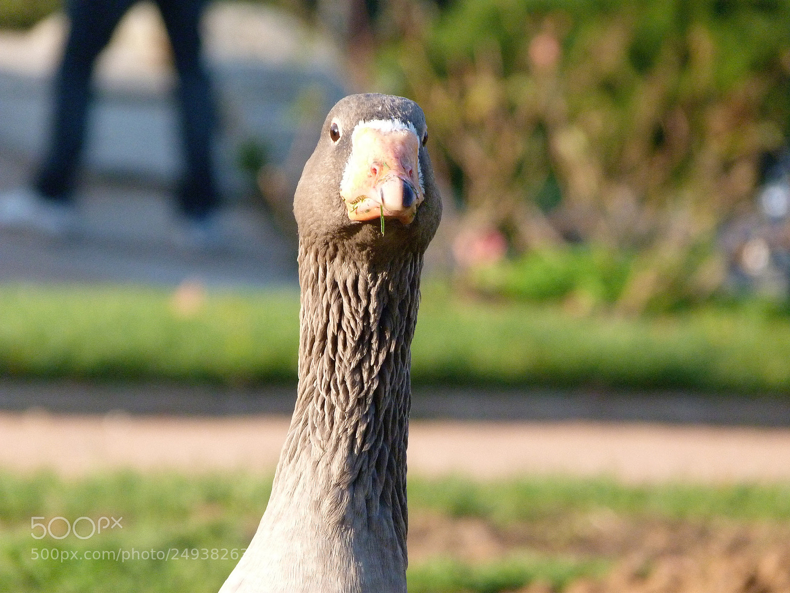 Panasonic Lumix DMC-FZ40 (Lumix DMC-FZ45) sample photo. Goose in lyon photography