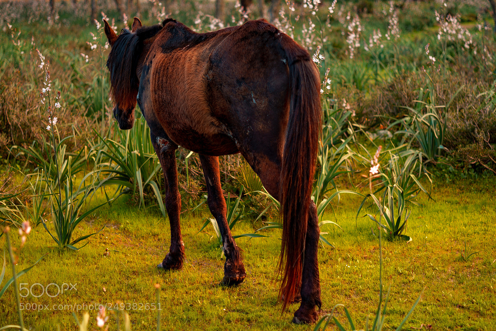 Sony a7R II sample photo. S'éloigne photography