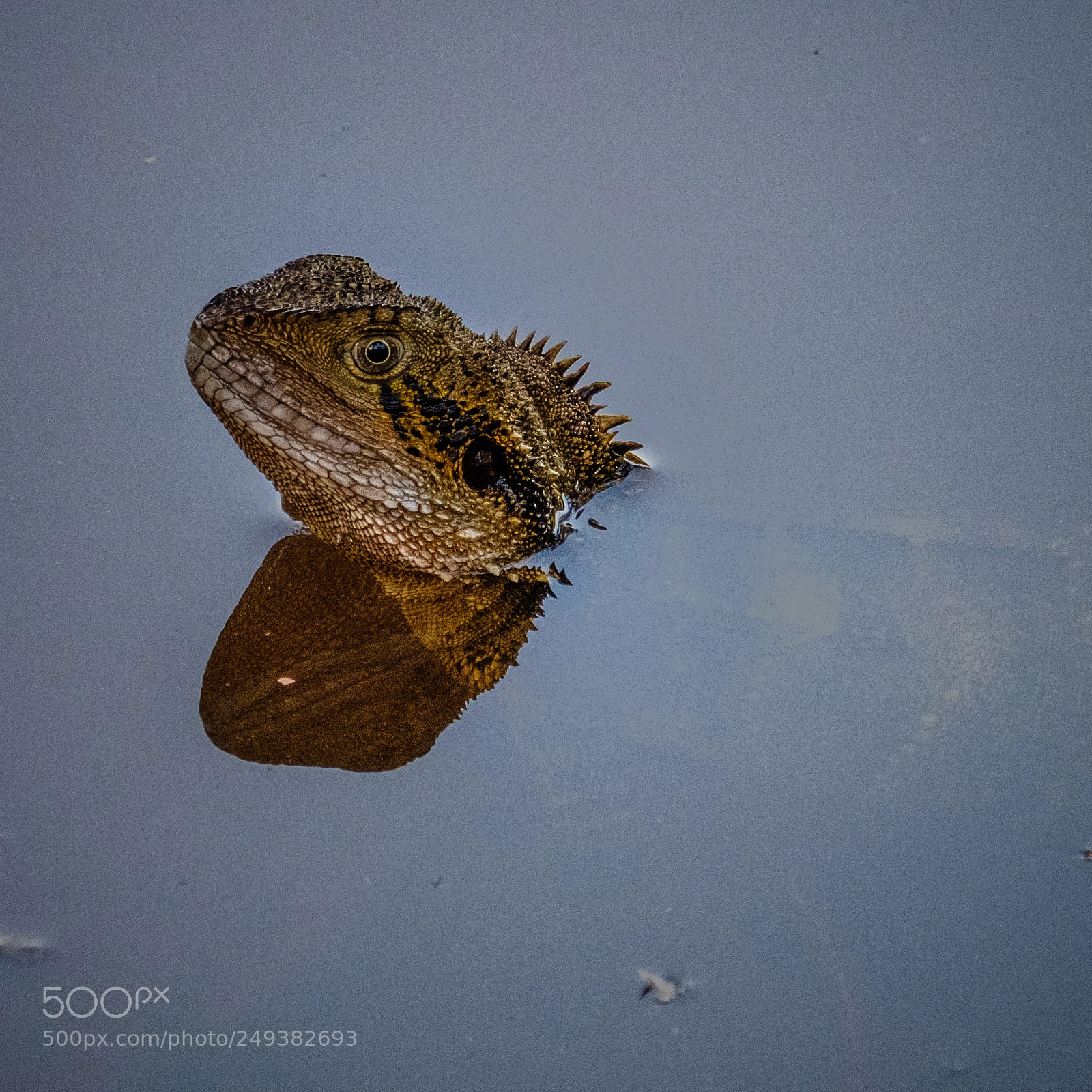 Fujifilm X-E3 sample photo. Water dragon in its photography