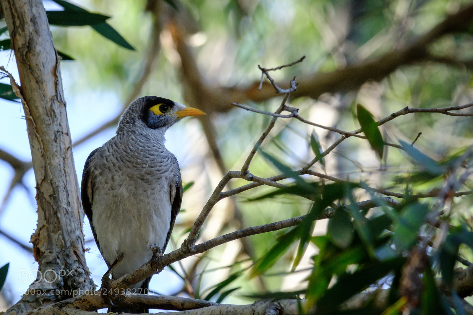 Fujifilm X-E3 sample photo. Noisy miner photography