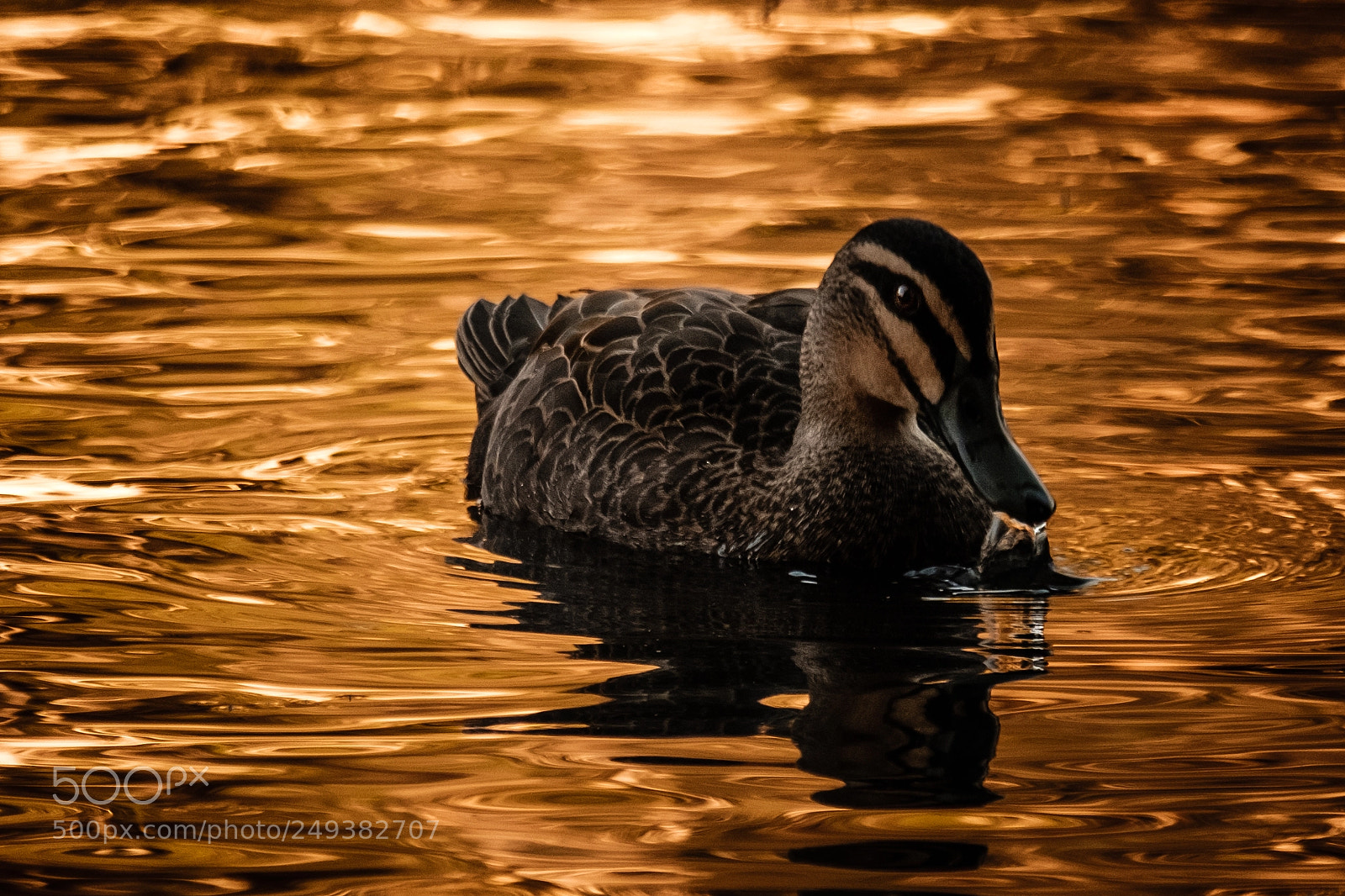 Fujifilm X-E3 sample photo. Golden hour with daffy photography