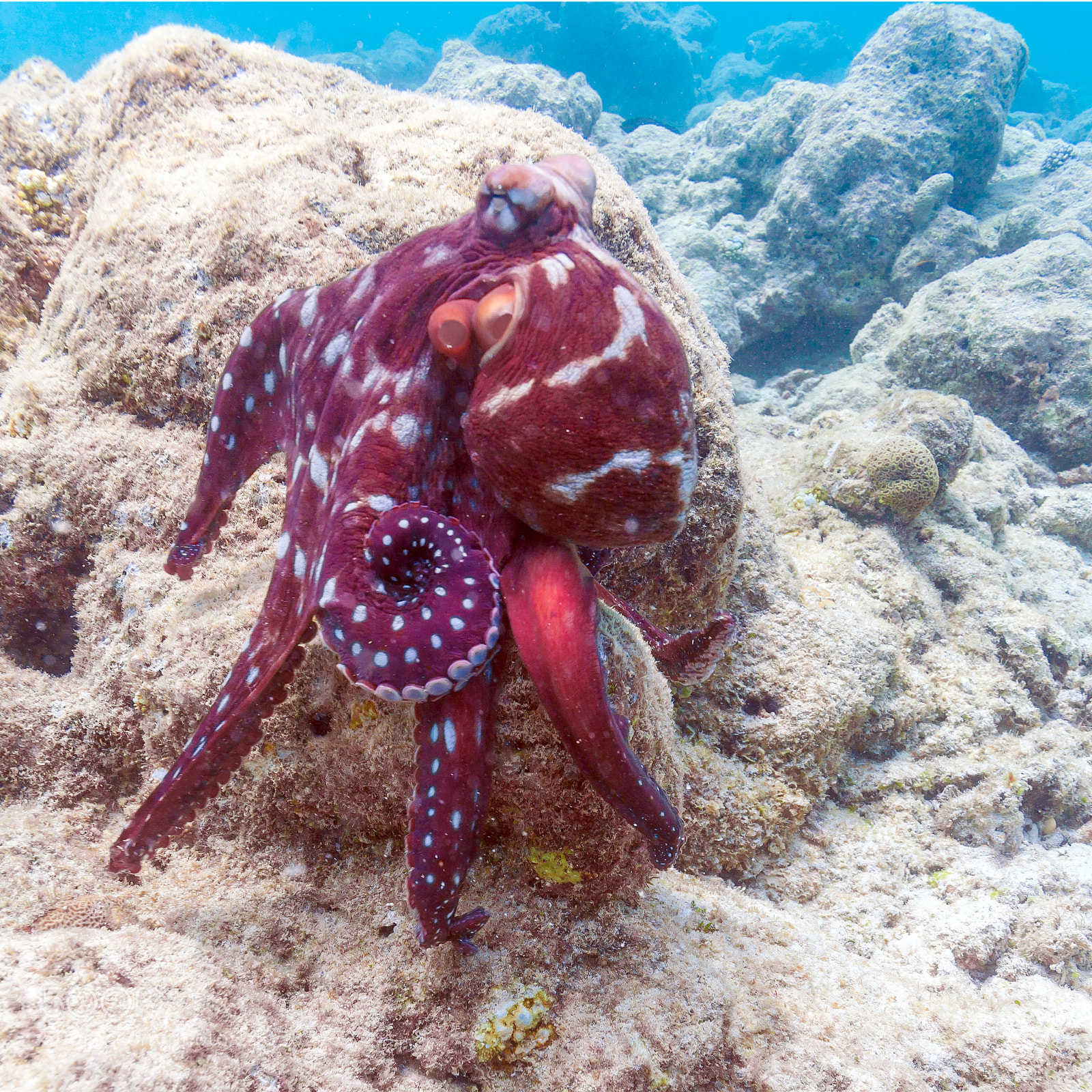 Canon EOS 5D sample photo. Alive red octopus sitting photography