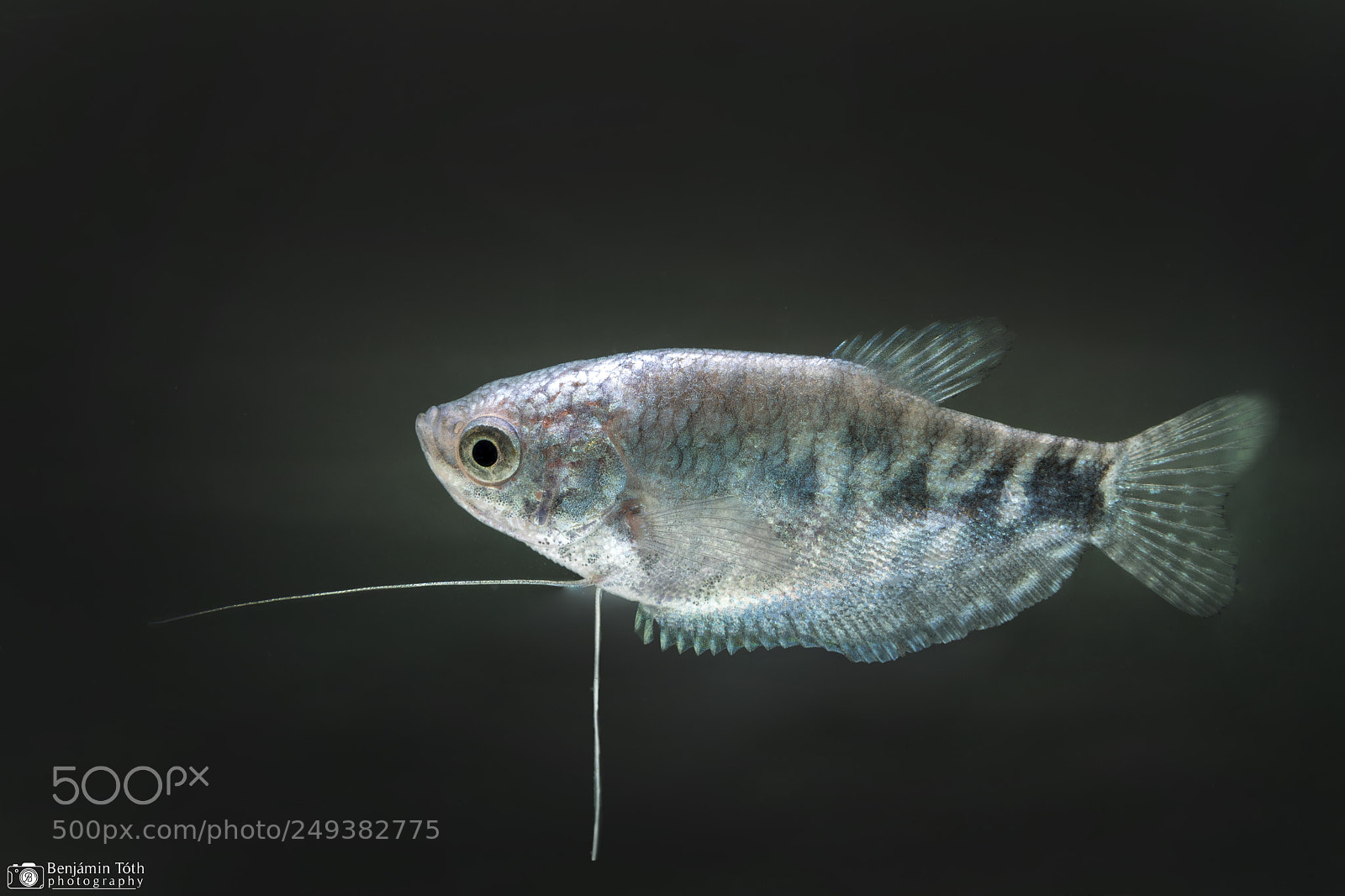 Canon EOS 750D (EOS Rebel T6i / EOS Kiss X8i) sample photo. Three spot gourami photography