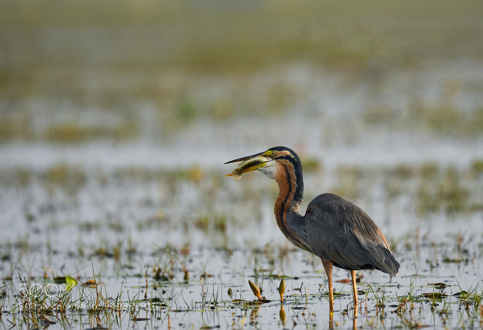 Nikon D500 sample photo. Purple heron photography