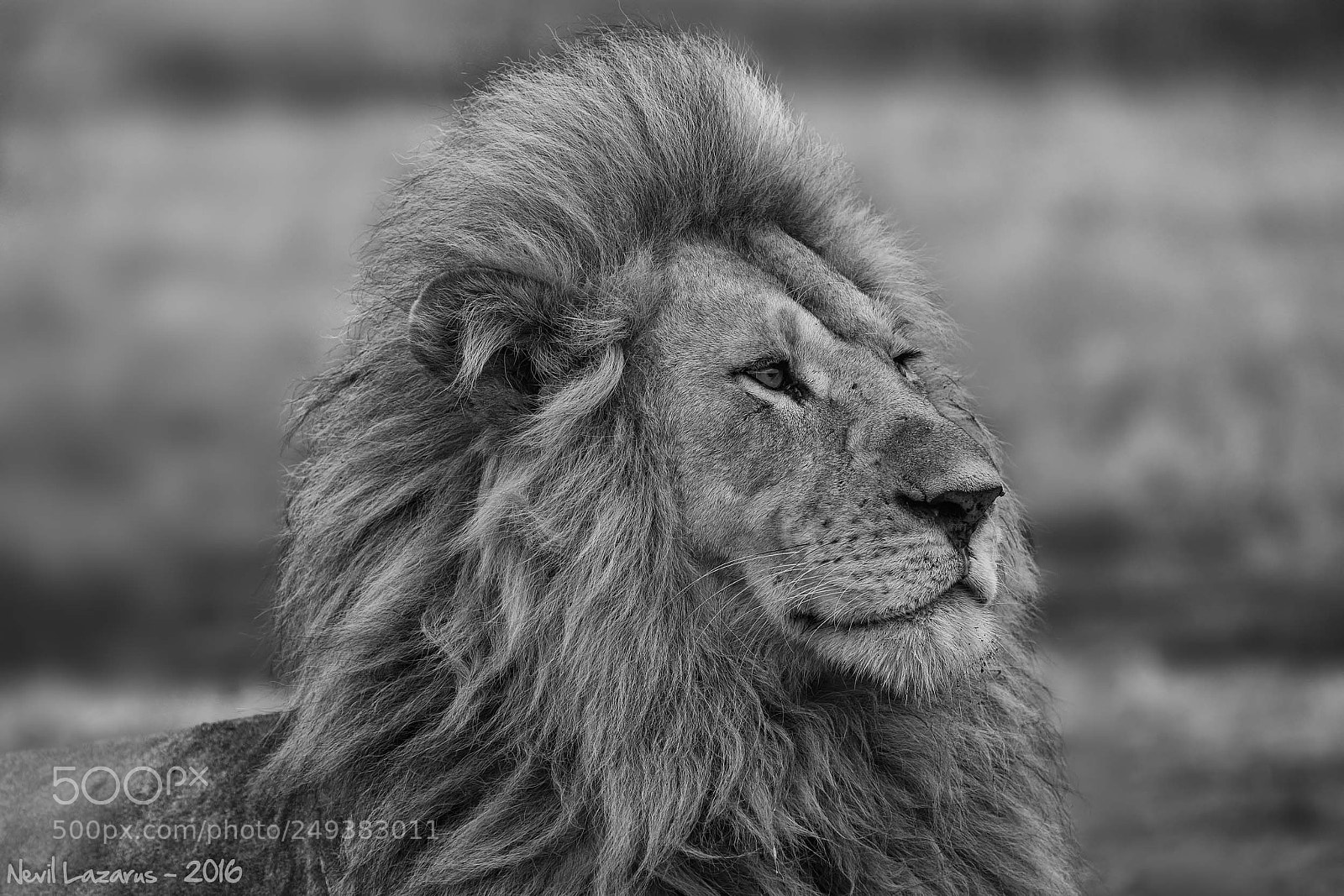 Canon EOS 7D Mark II sample photo. Lion portrait in b photography