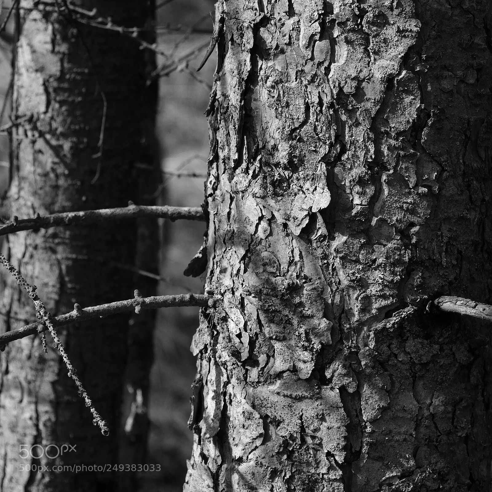 Nikon D5200 sample photo. Larch tree 2018 photography