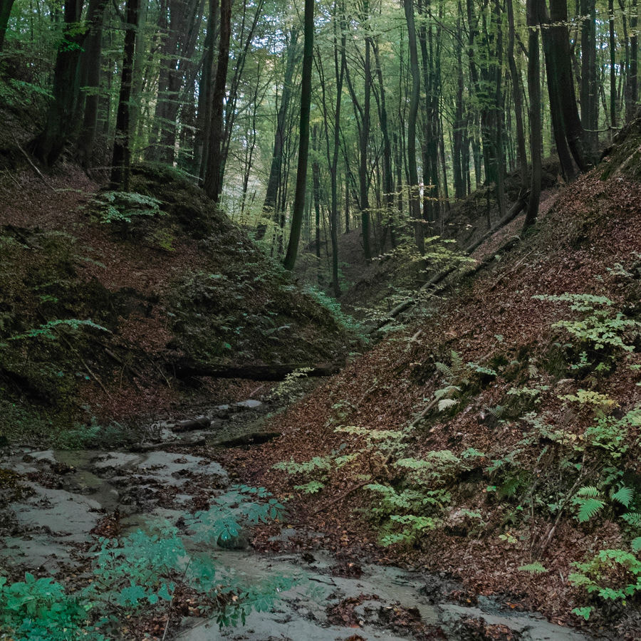 Sigma DP2 sample photo. The forest study. photography