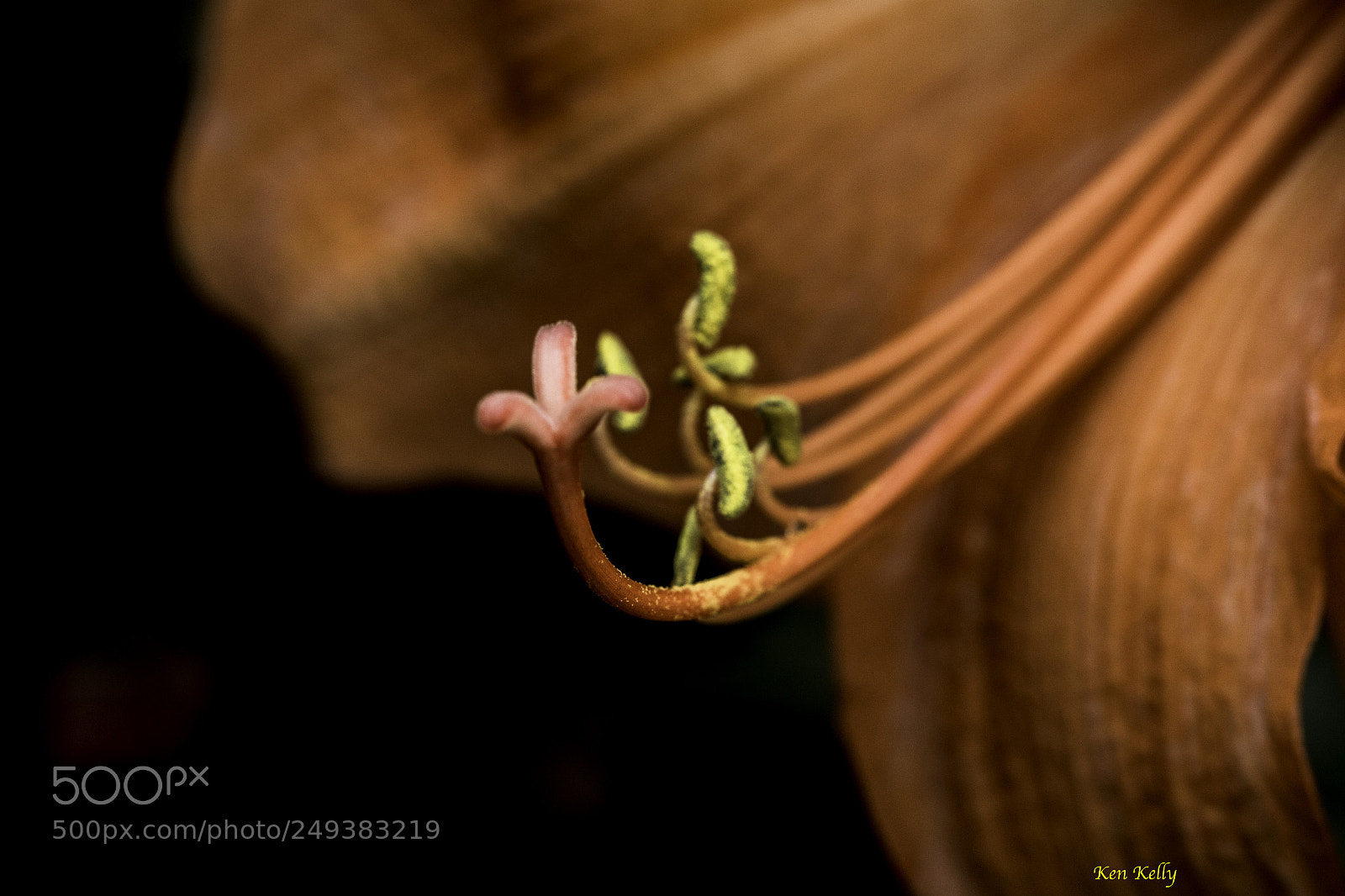 Canon EOS 7D Mark II sample photo. Lily stamen photography