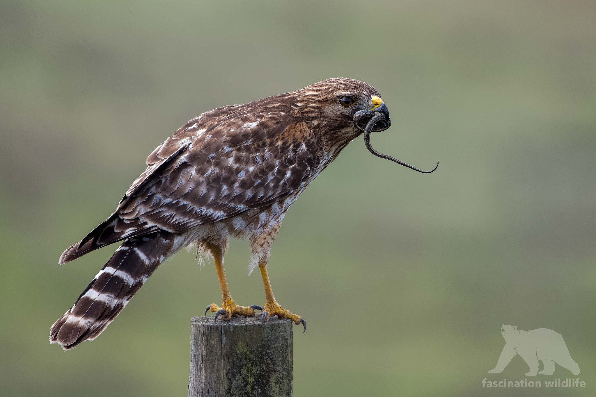 Sigma 150-600mm F5-6.3 DG OS HSM | S sample photo. Red shouldered hawk with prey photography