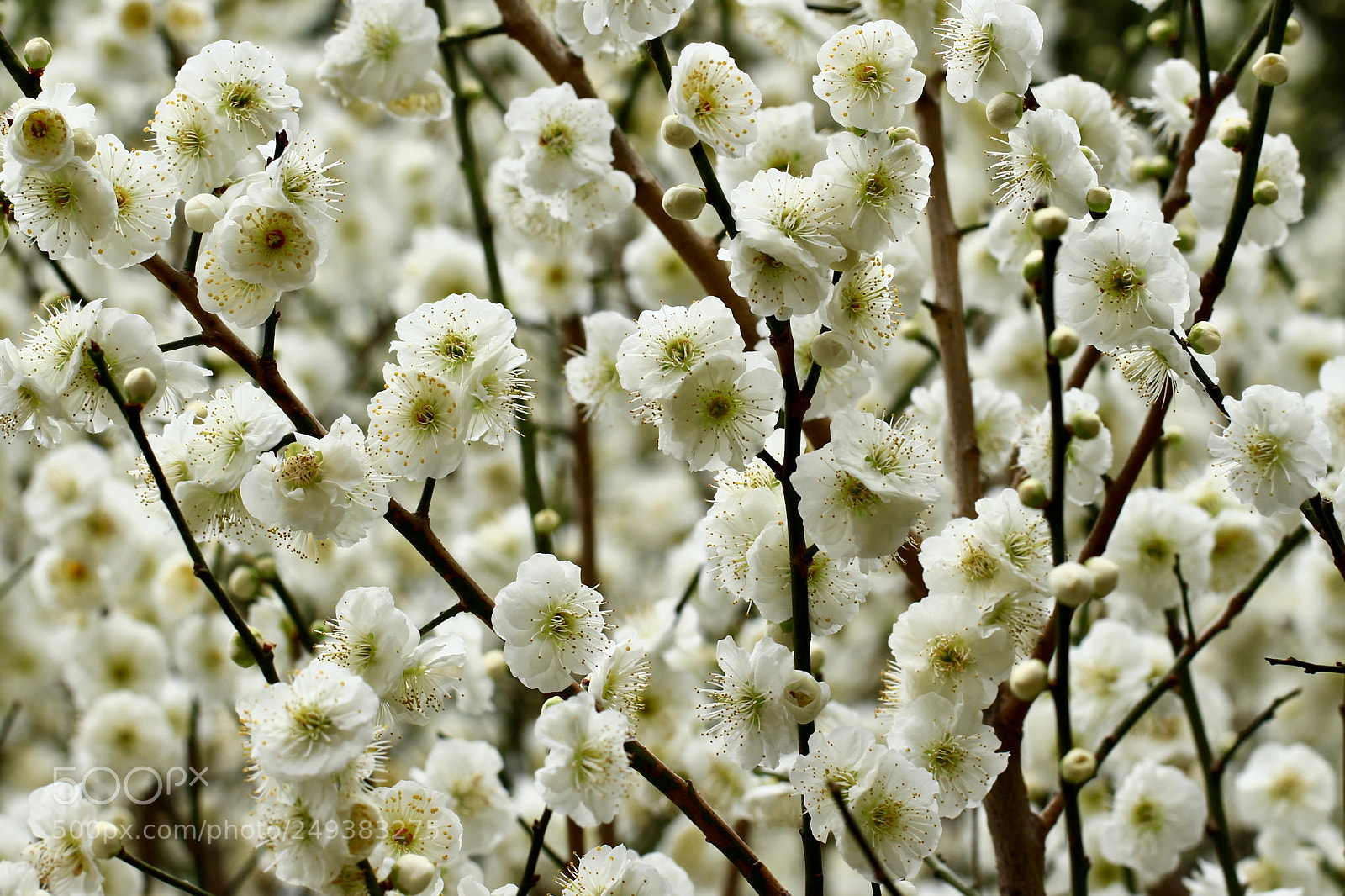 Canon EOS 700D (EOS Rebel T5i / EOS Kiss X7i) sample photo. In full blossom... photography