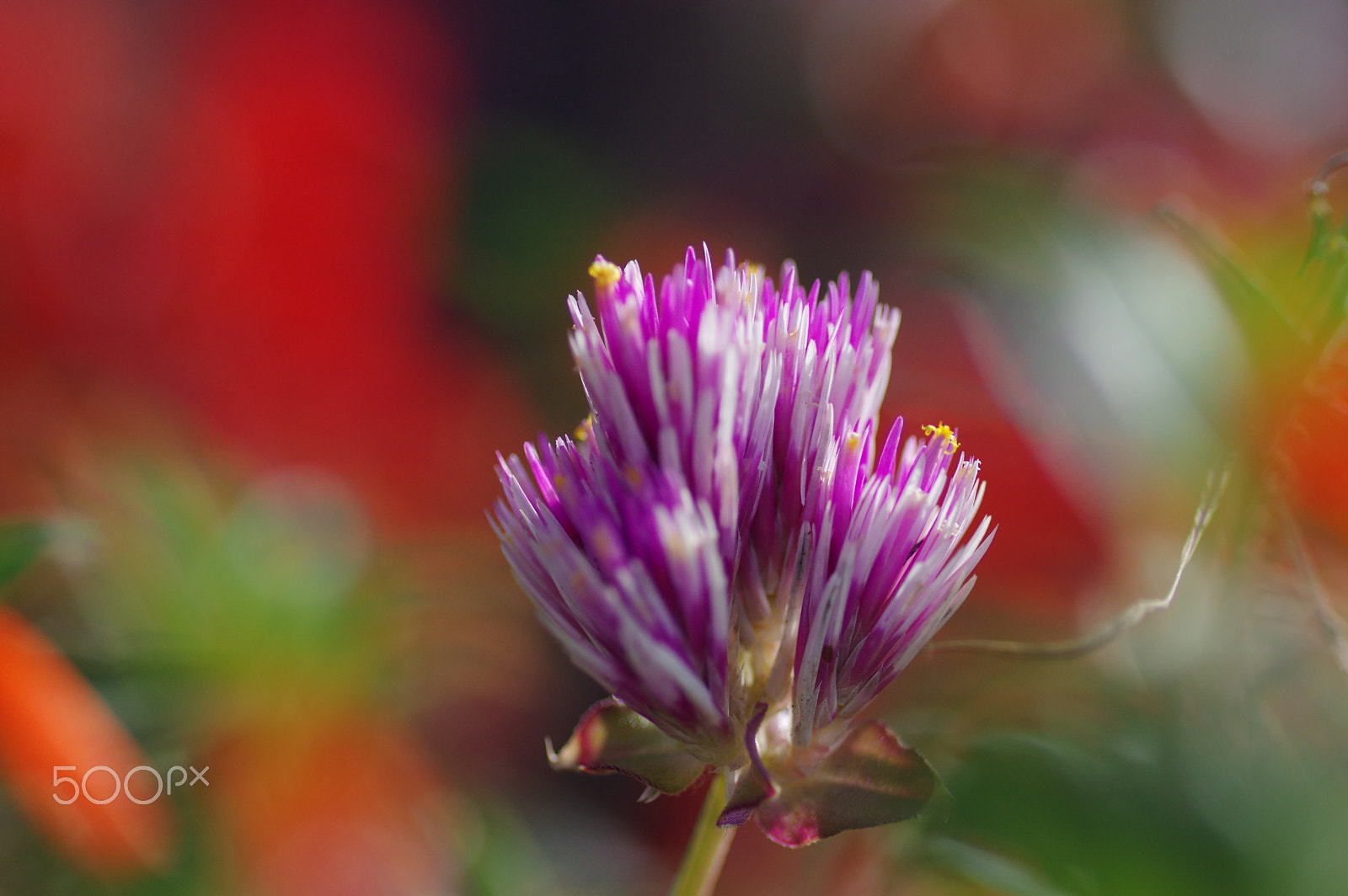 Pentax K-3 II + Pentax smc D-FA 100mm F2.8 Macro WR sample photo. Trifolium and red bokeh photography