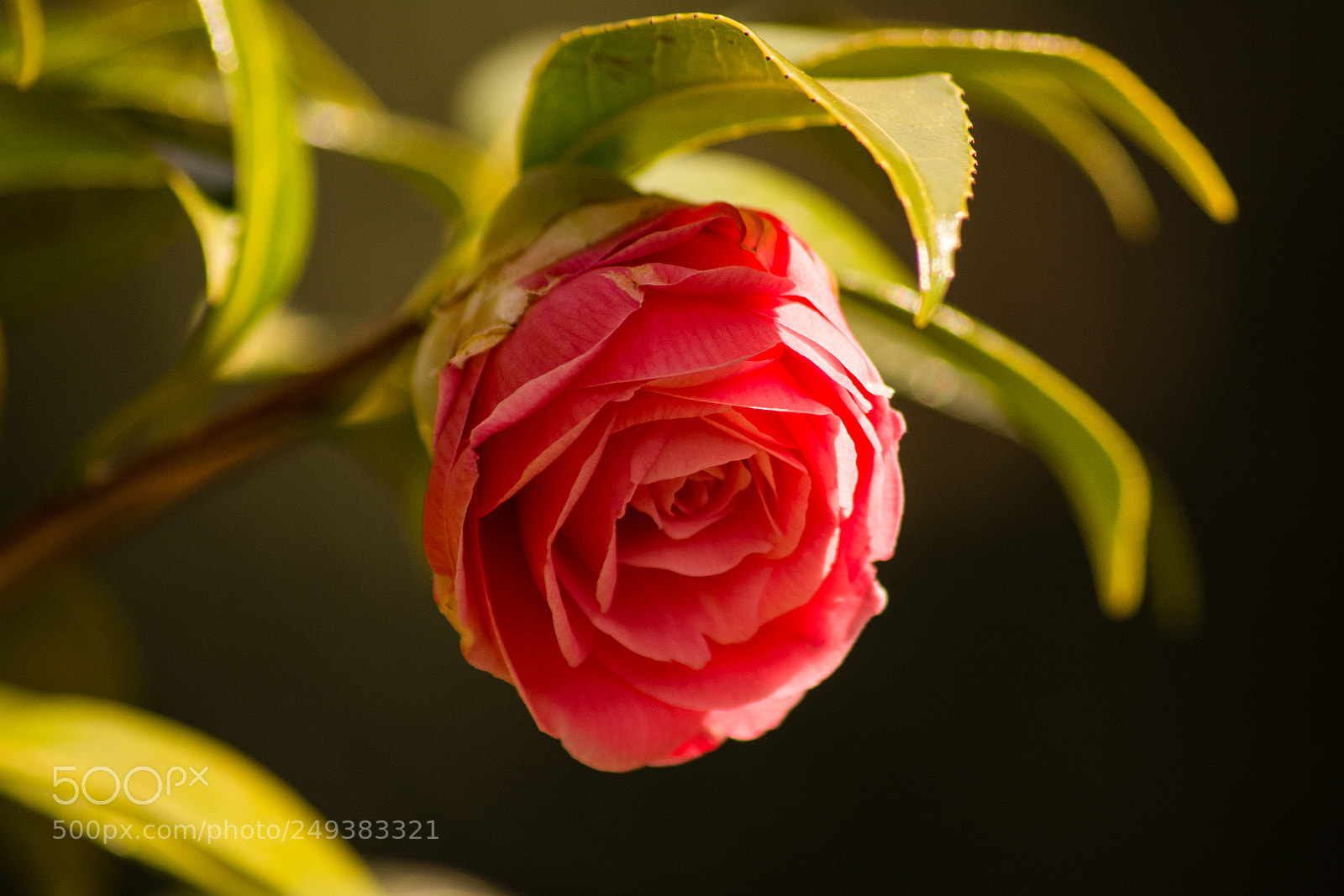 Nikon D5200 sample photo. Camelia photography