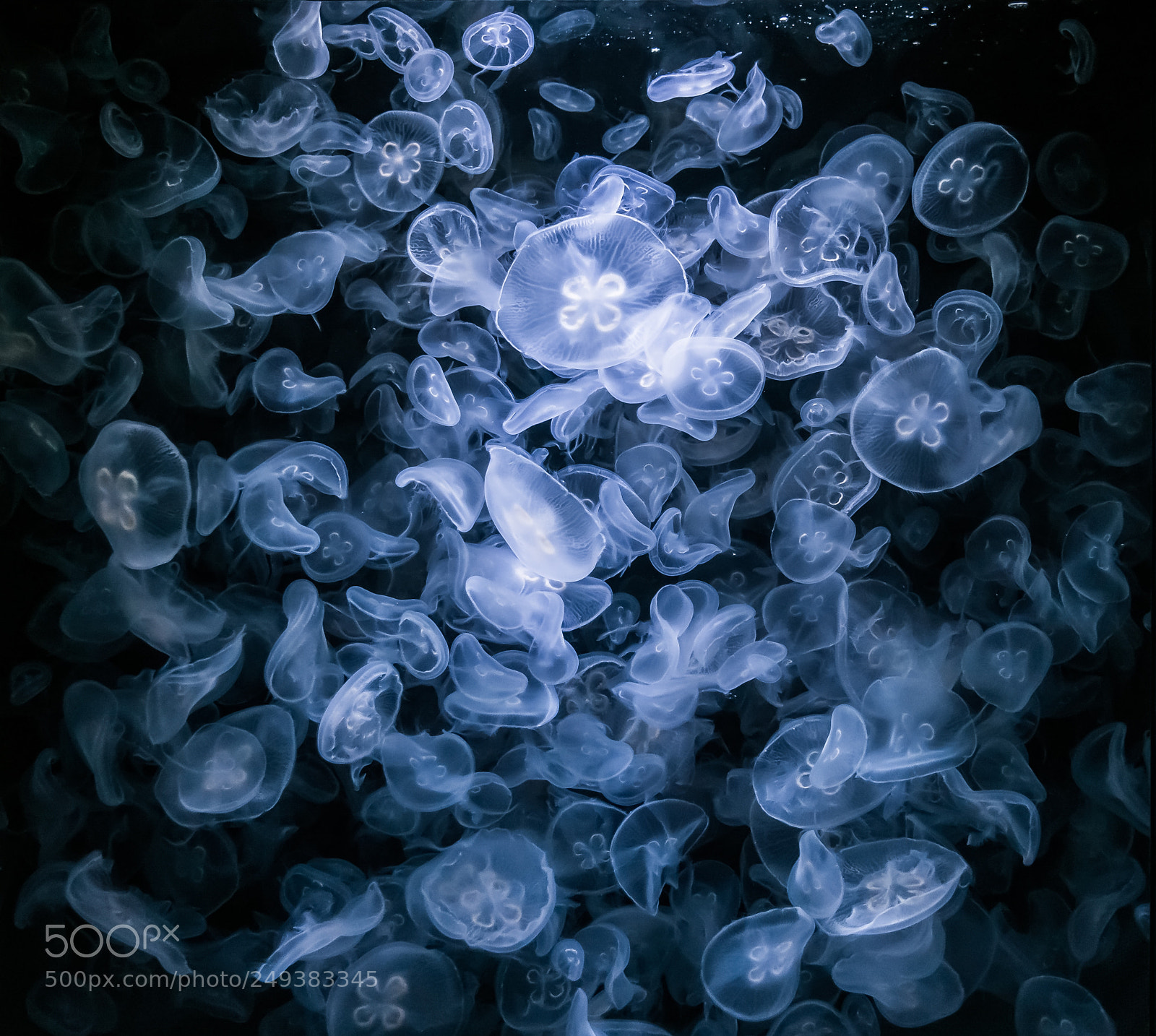 Sony Cyber-shot DSC-RX100 IV sample photo. Jellyfishes photography