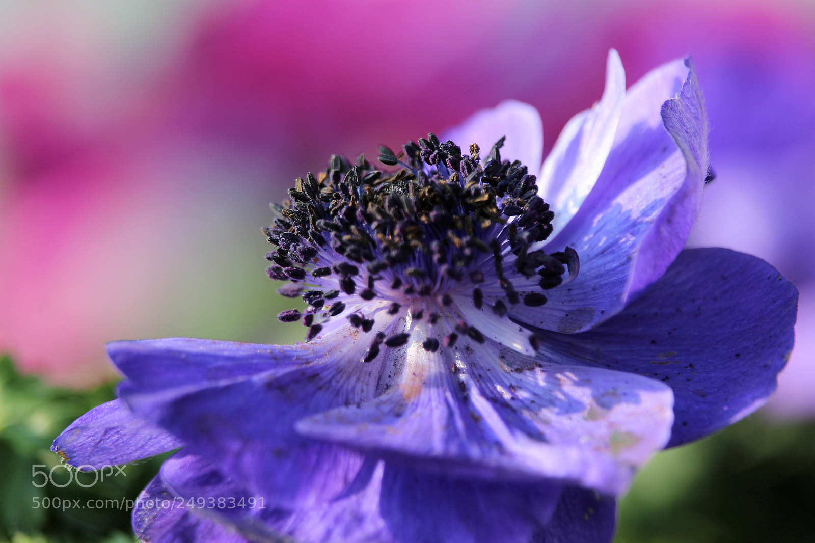 Canon EOS 1200D (EOS Rebel T5 / EOS Kiss X70 / EOS Hi) sample photo. Anemone photography