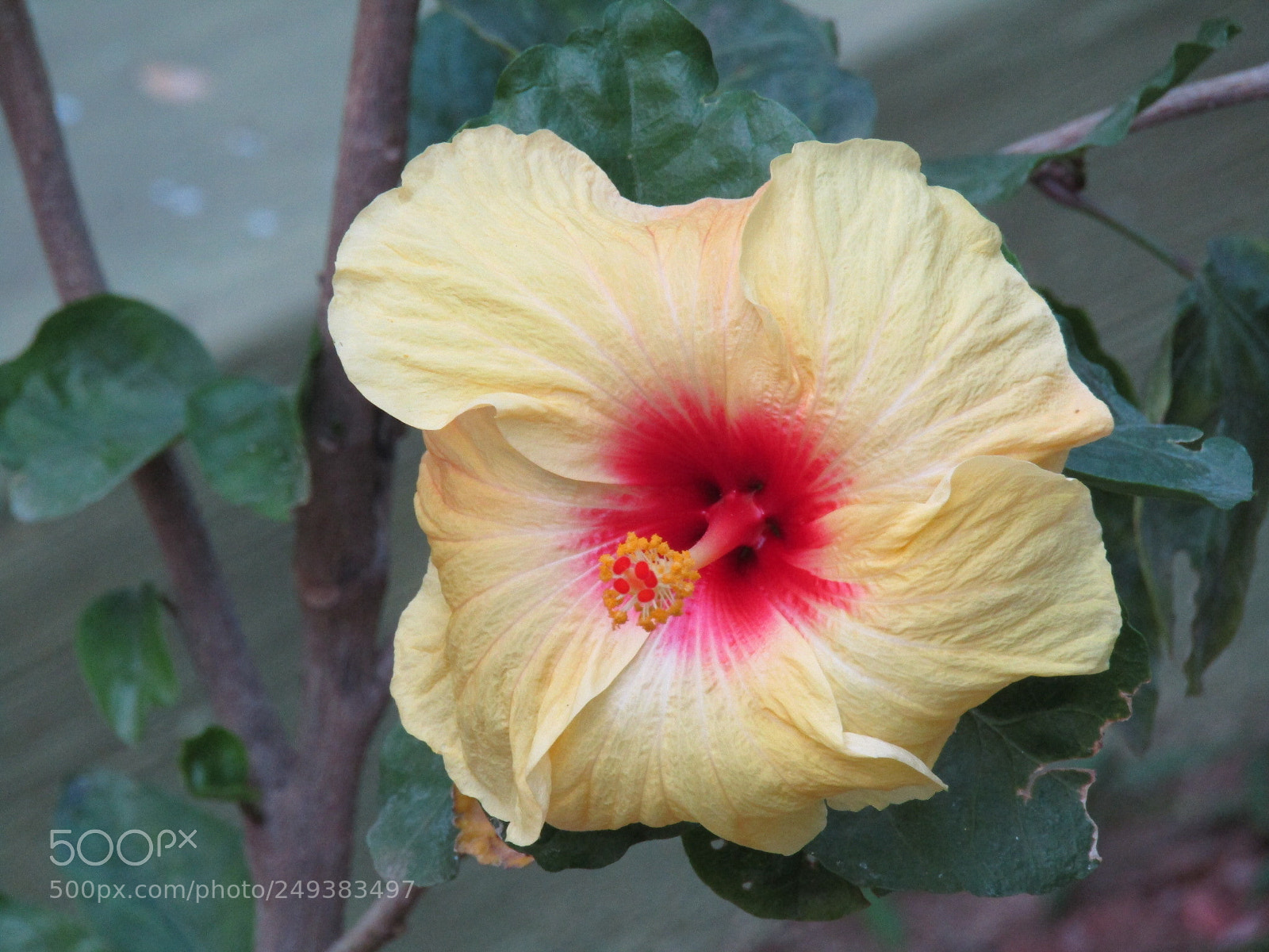 Canon POWERSHOT SX430 IS sample photo. Beautiful flower photography