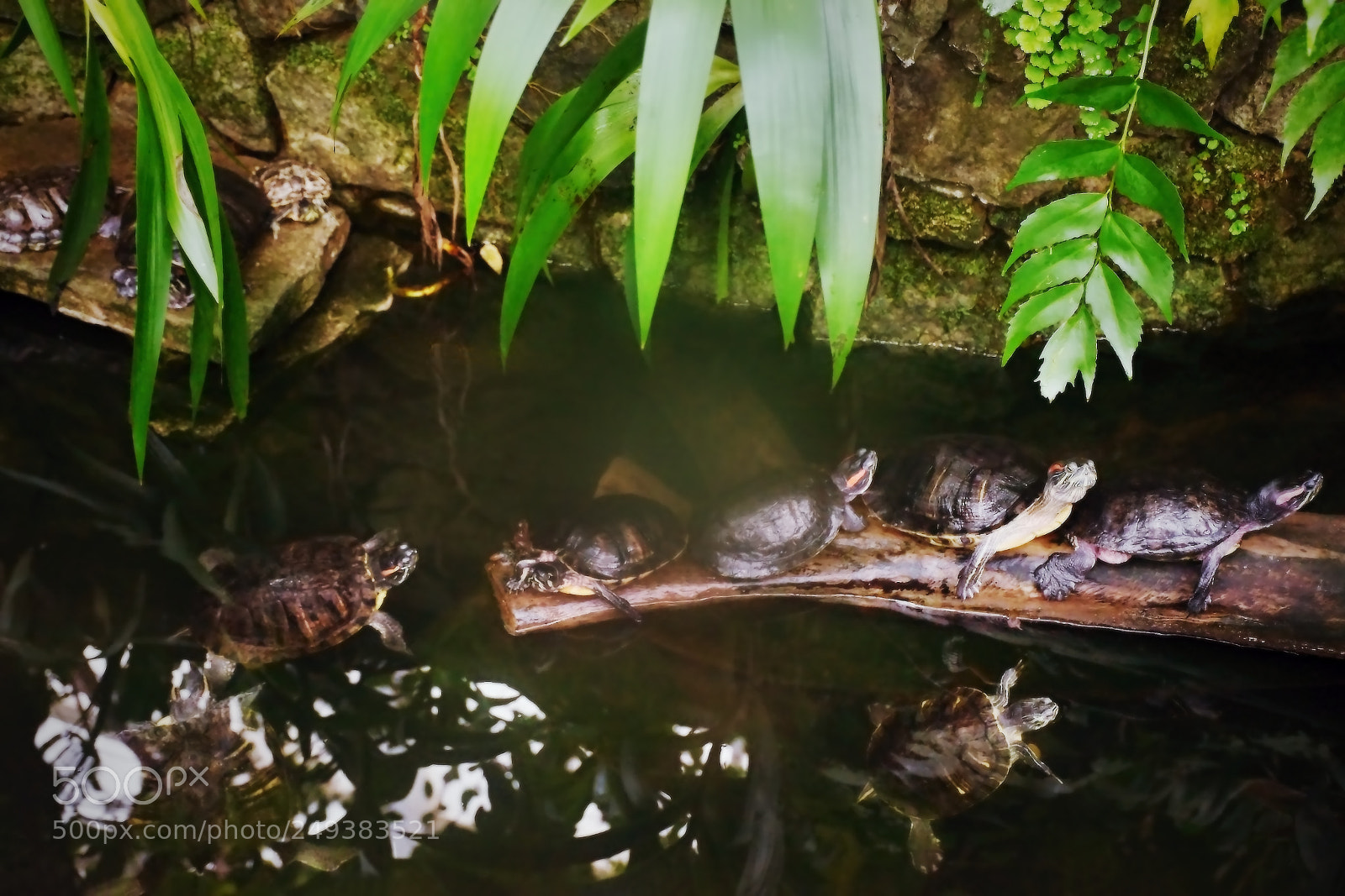 Nikon D5300 sample photo. Turtles in greenhouse of photography