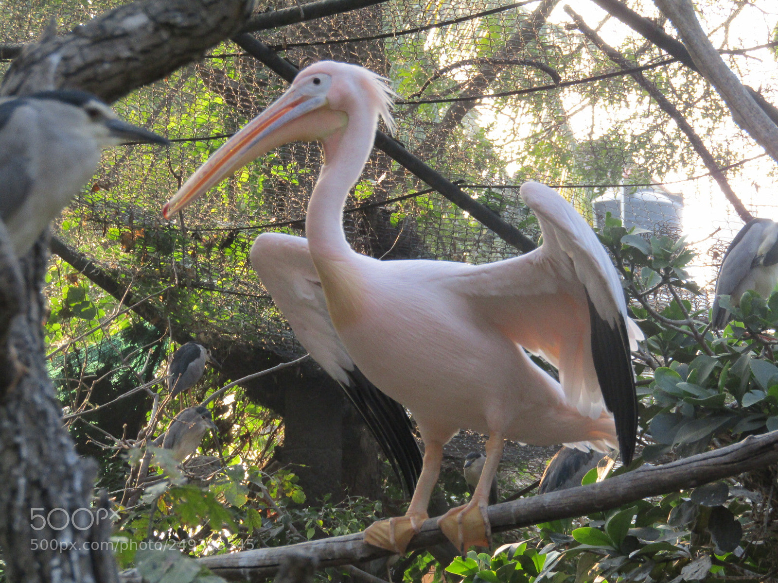 Canon POWERSHOT SX430 IS sample photo. Ready to fly photography