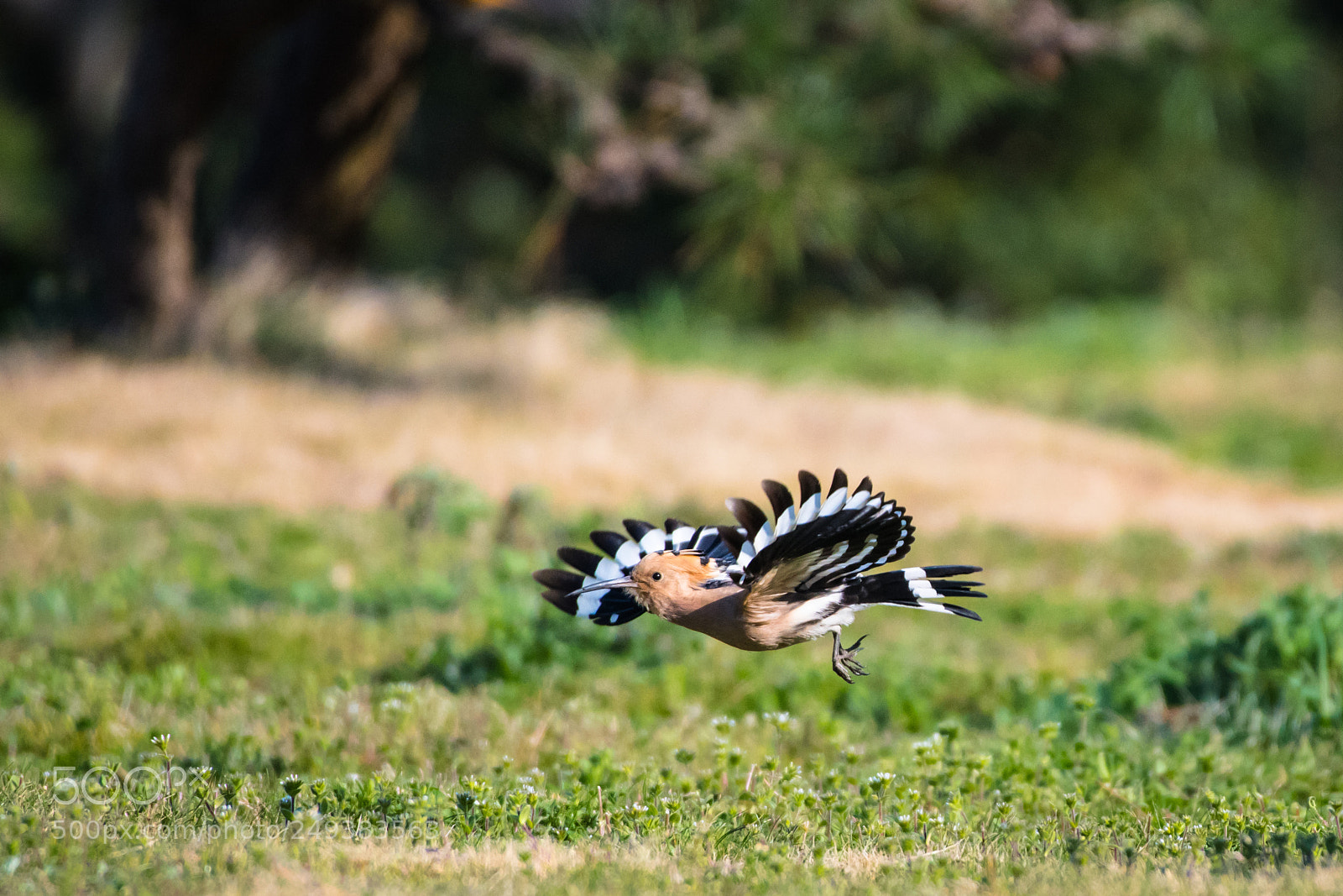 Nikon D500 sample photo. Eurasian hoopoe photography