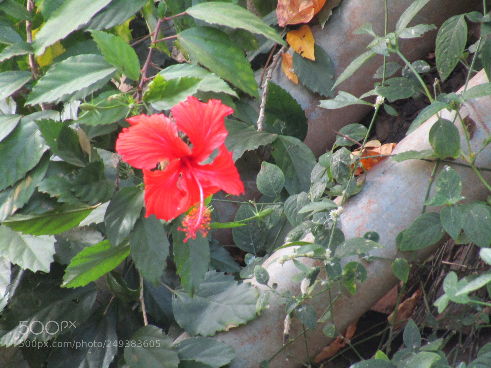 Canon POWERSHOT SX430 IS sample photo. Red flower photography