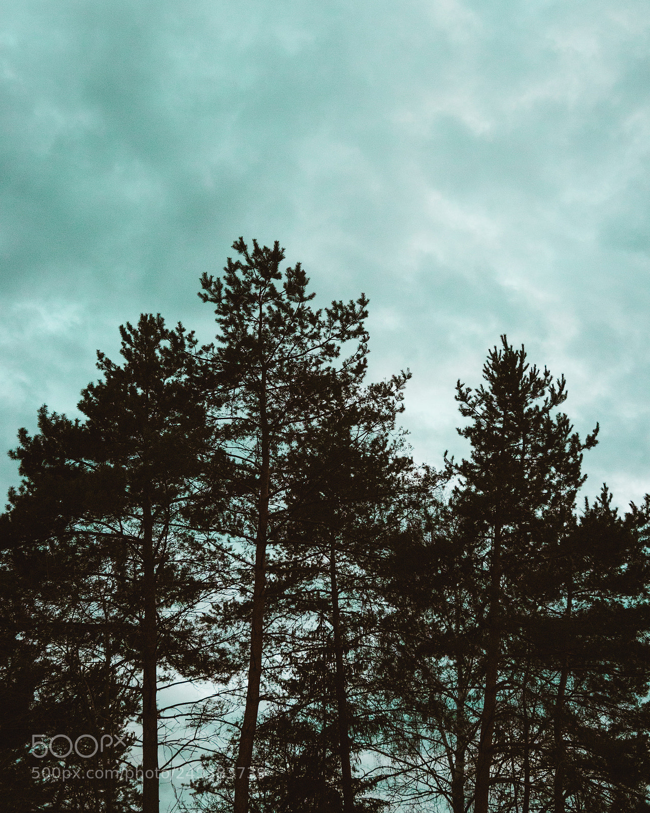 Canon EOS 80D sample photo. Trees photography