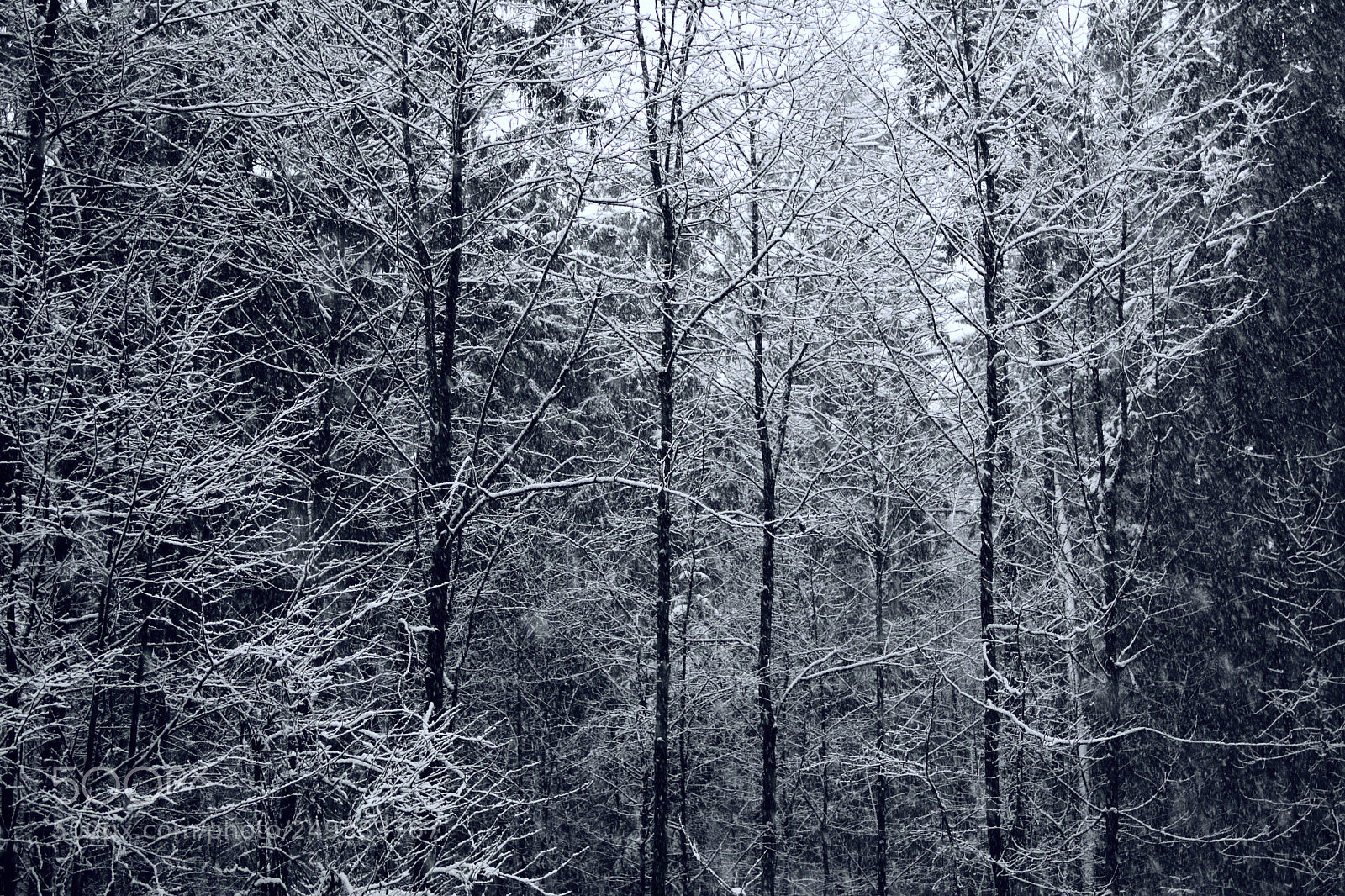 Nikon D7500 sample photo. White trees photography