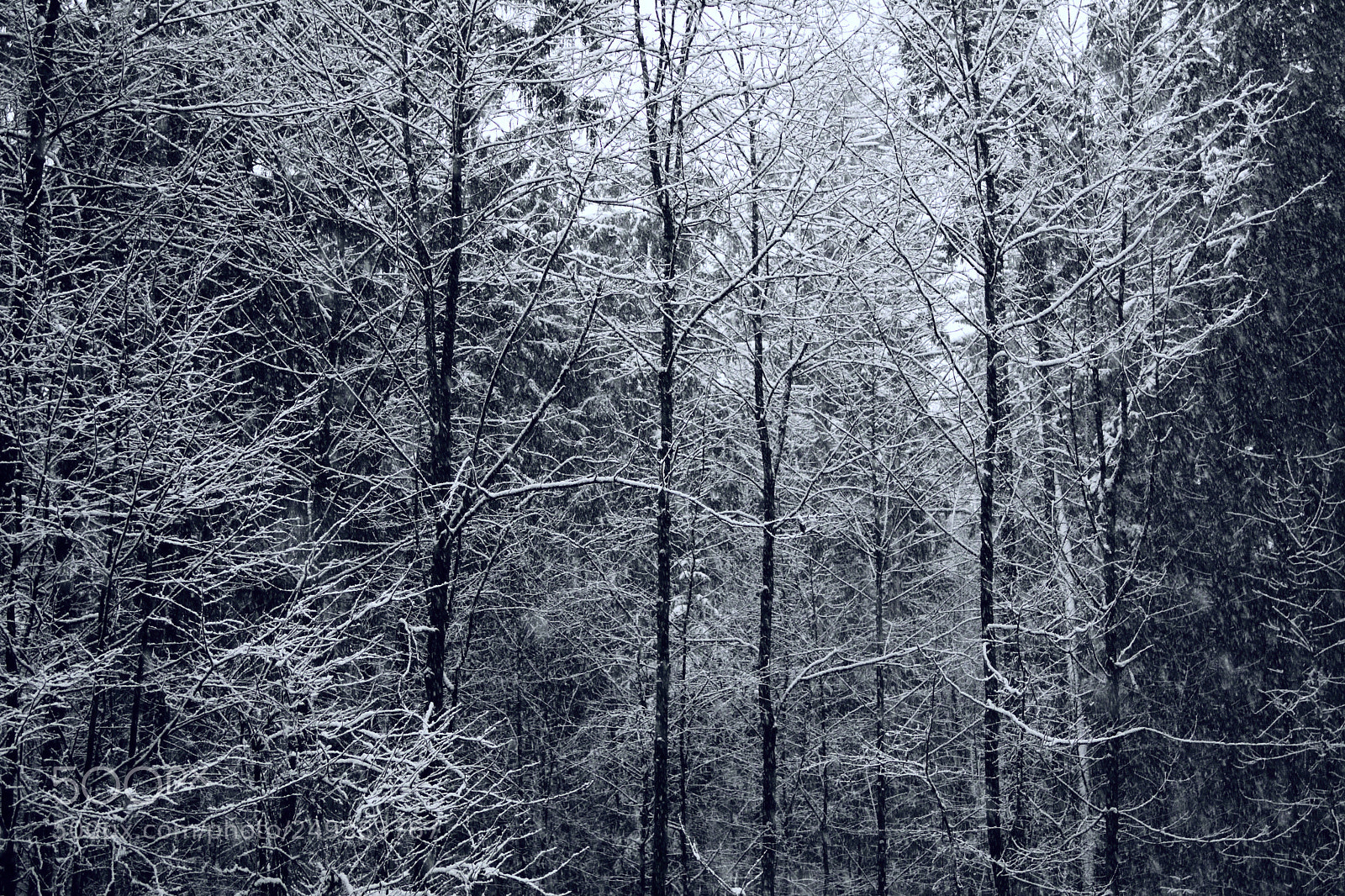 Nikon D7500 sample photo. White trees photography