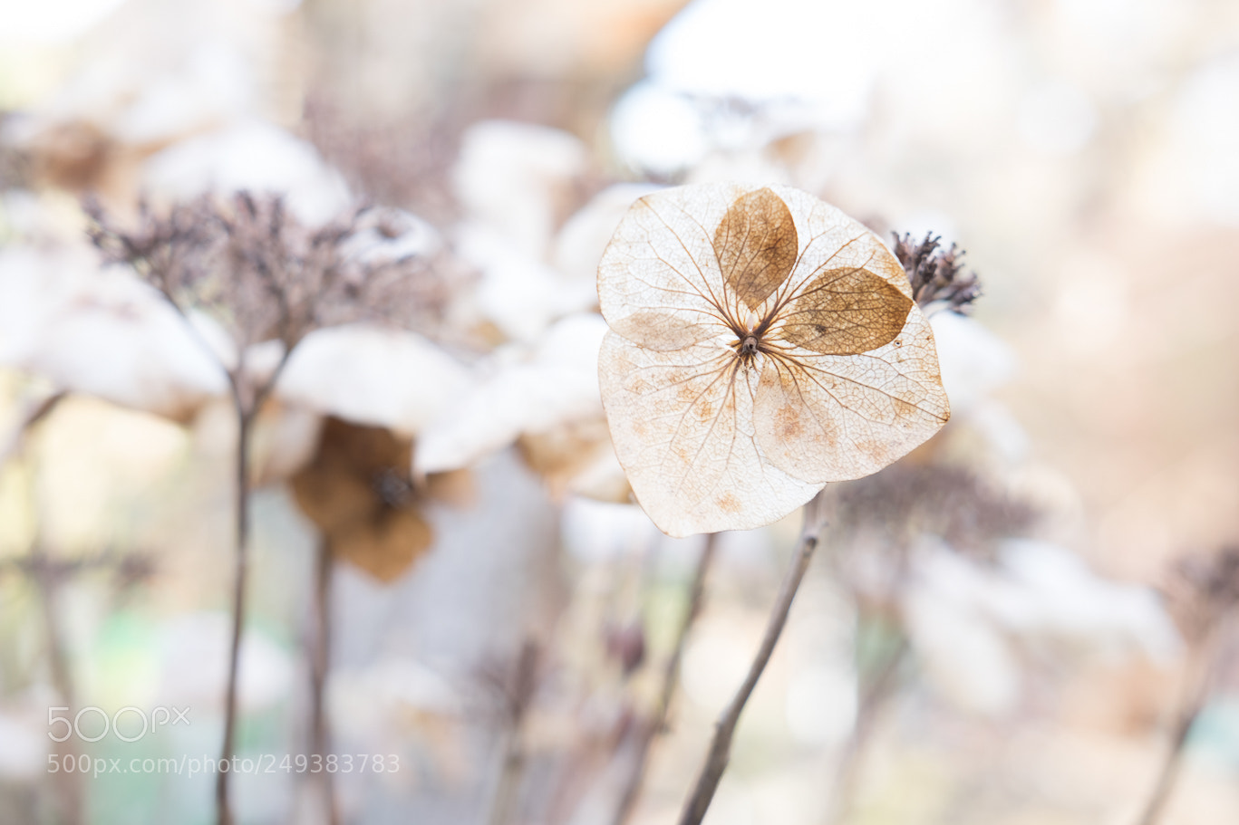 Fujifilm X-T1 sample photo. Zart photography