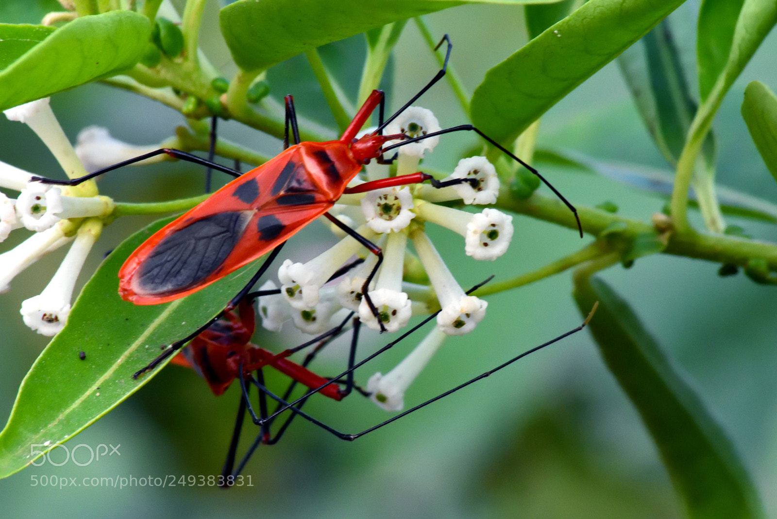Nikon D7200 sample photo. Macrocheraia grandis (female) photography