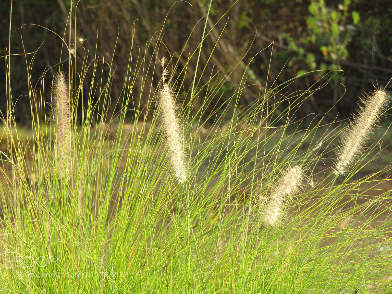 Canon POWERSHOT SX430 IS sample photo. Grass photography