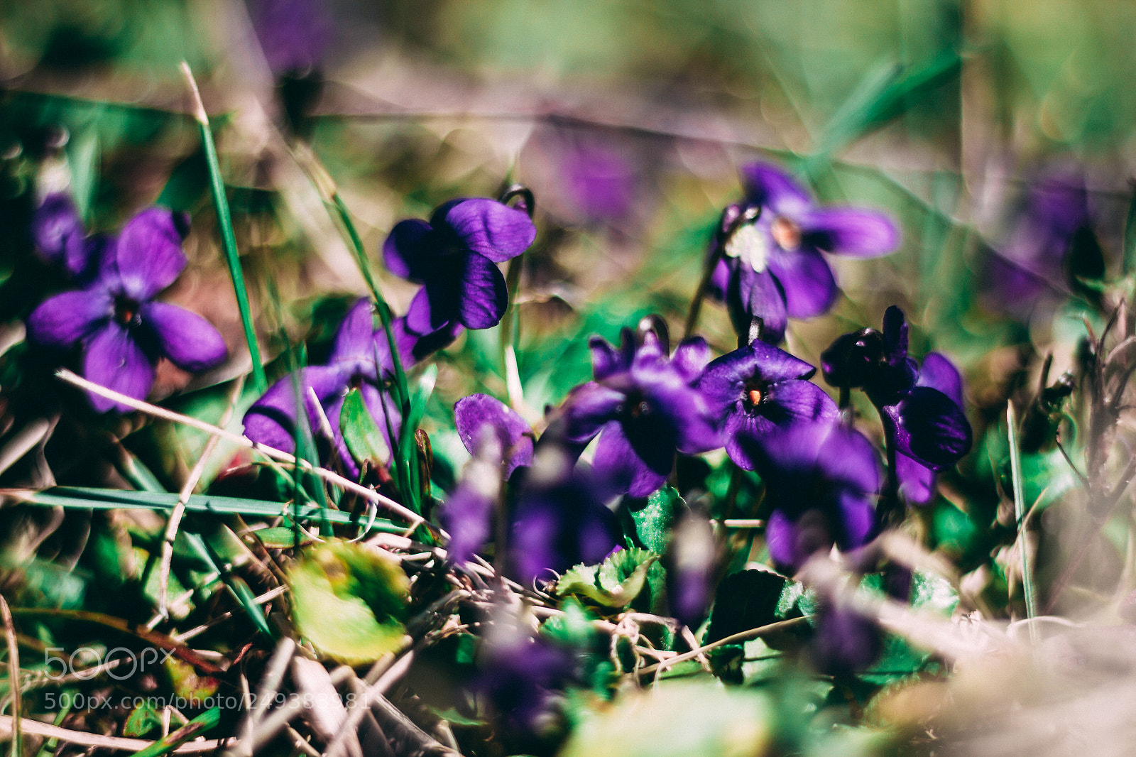 Canon EOS 7D sample photo. Violets photography