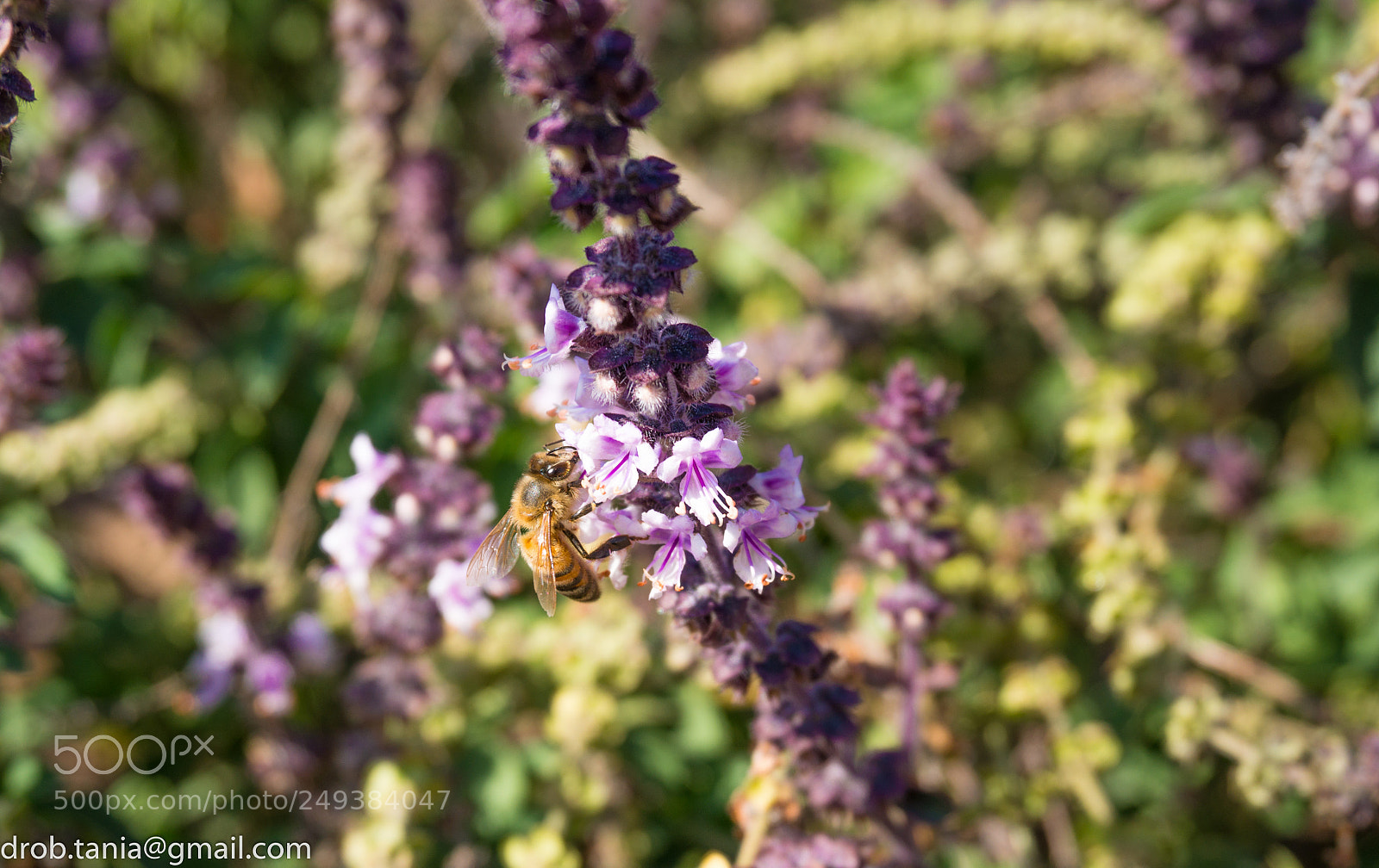 Sony Alpha NEX-5T sample photo. Summer sounds photography