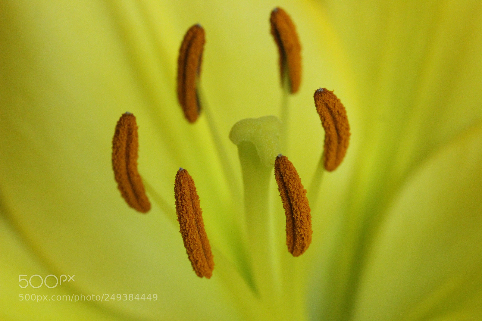 Canon EOS 600D (Rebel EOS T3i / EOS Kiss X5) sample photo. Lily stamens photography
