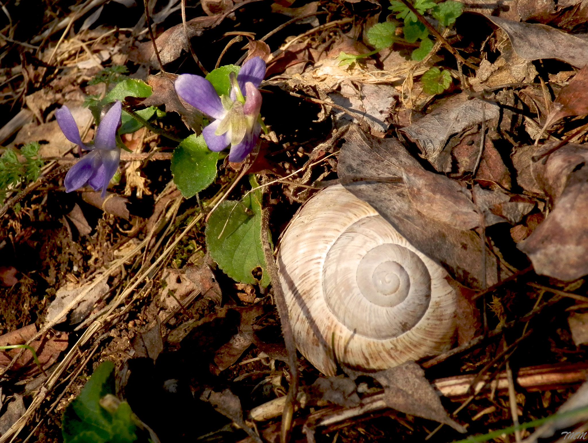 Olympus SH-21 sample photo. The spiral of life photography