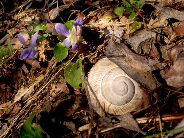 Olympus SH-21 sample photos - ExploreCams