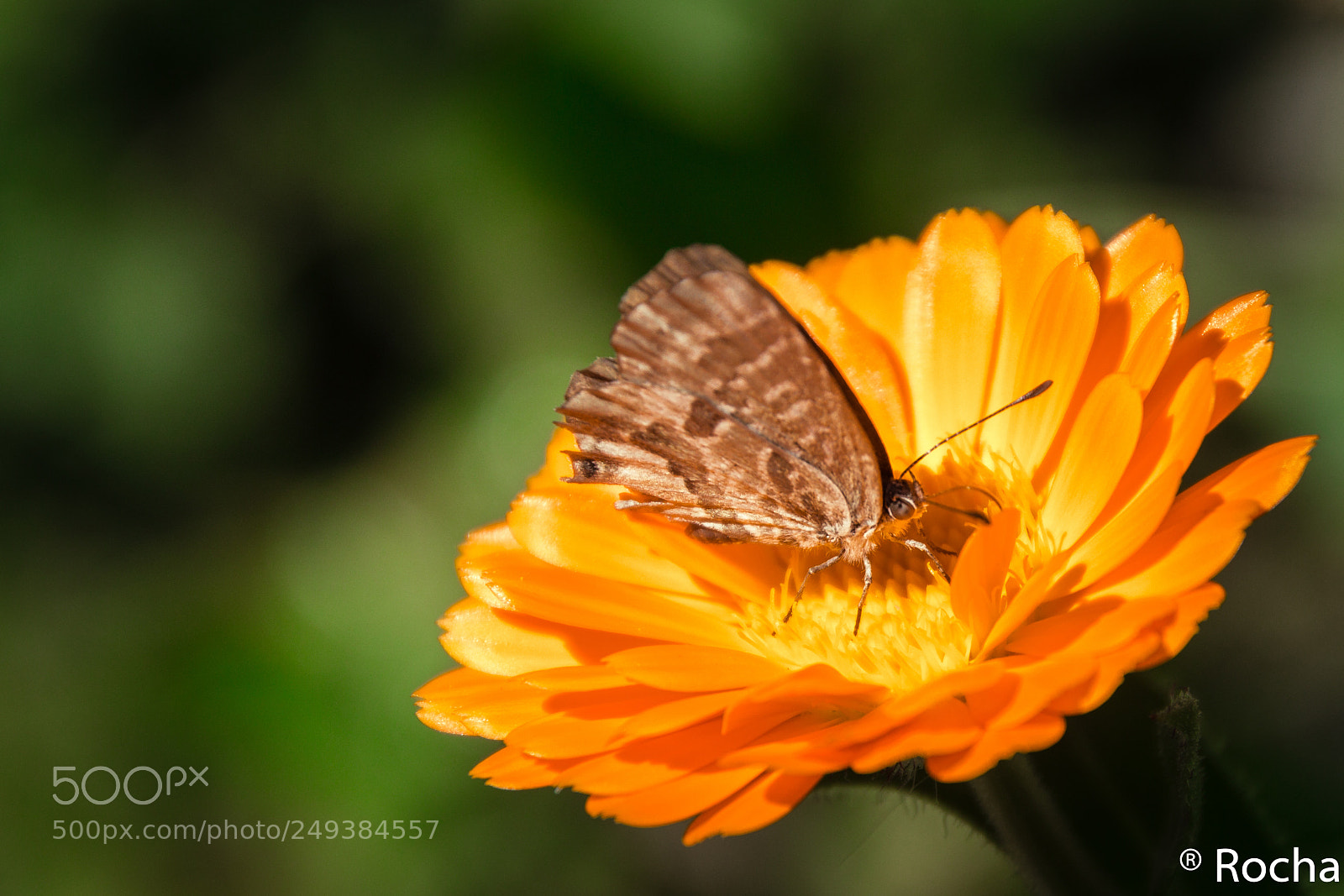 Canon EOS 600D (Rebel EOS T3i / EOS Kiss X5) sample photo. Mariposa photography