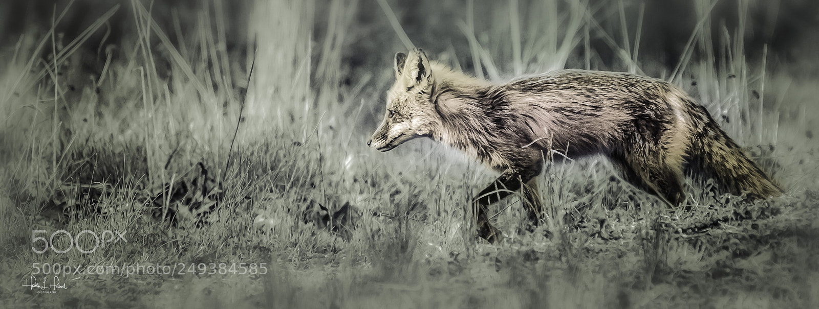 Nikon D300S sample photo. The red fox photography
