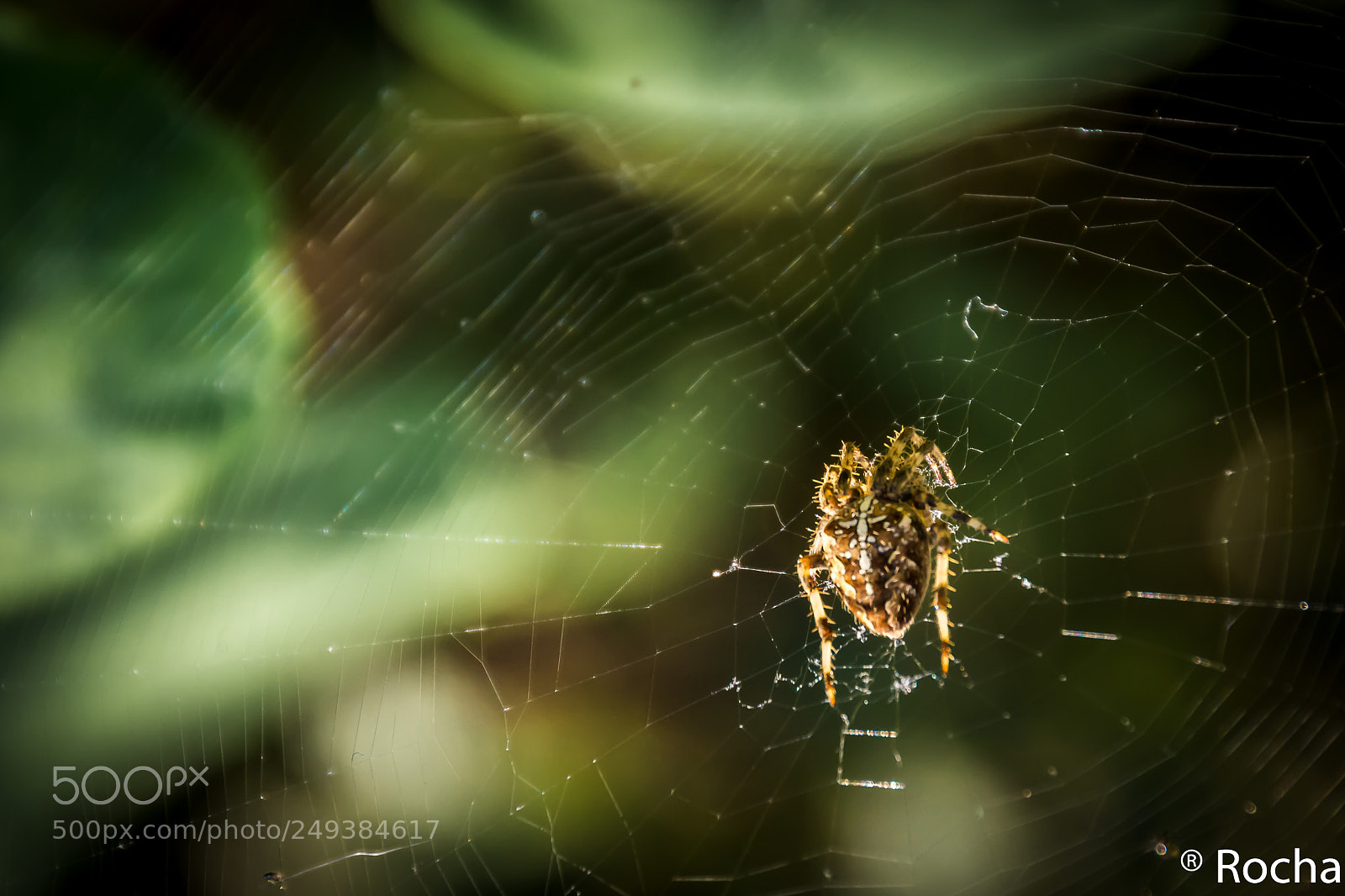 Canon EOS 600D (Rebel EOS T3i / EOS Kiss X5) sample photo. Araña photography