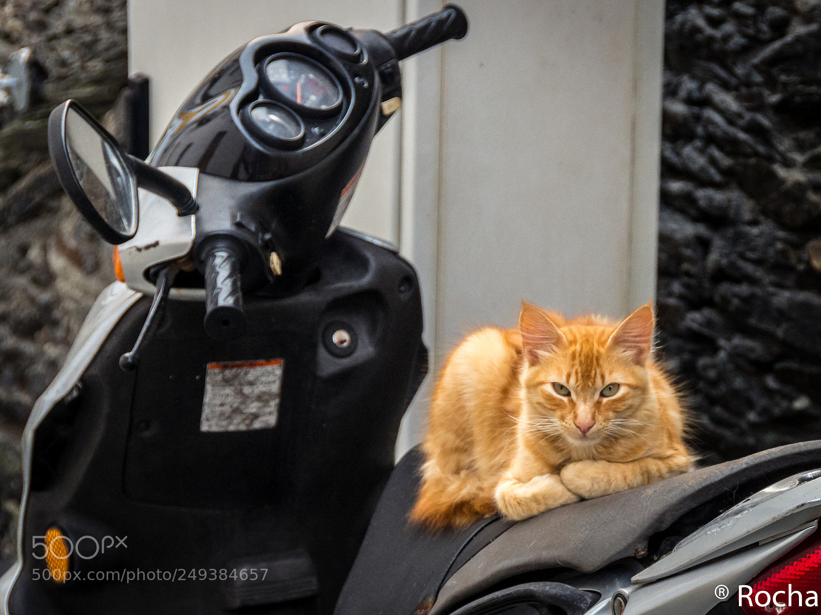 Canon EOS 600D (Rebel EOS T3i / EOS Kiss X5) sample photo. Gato photography