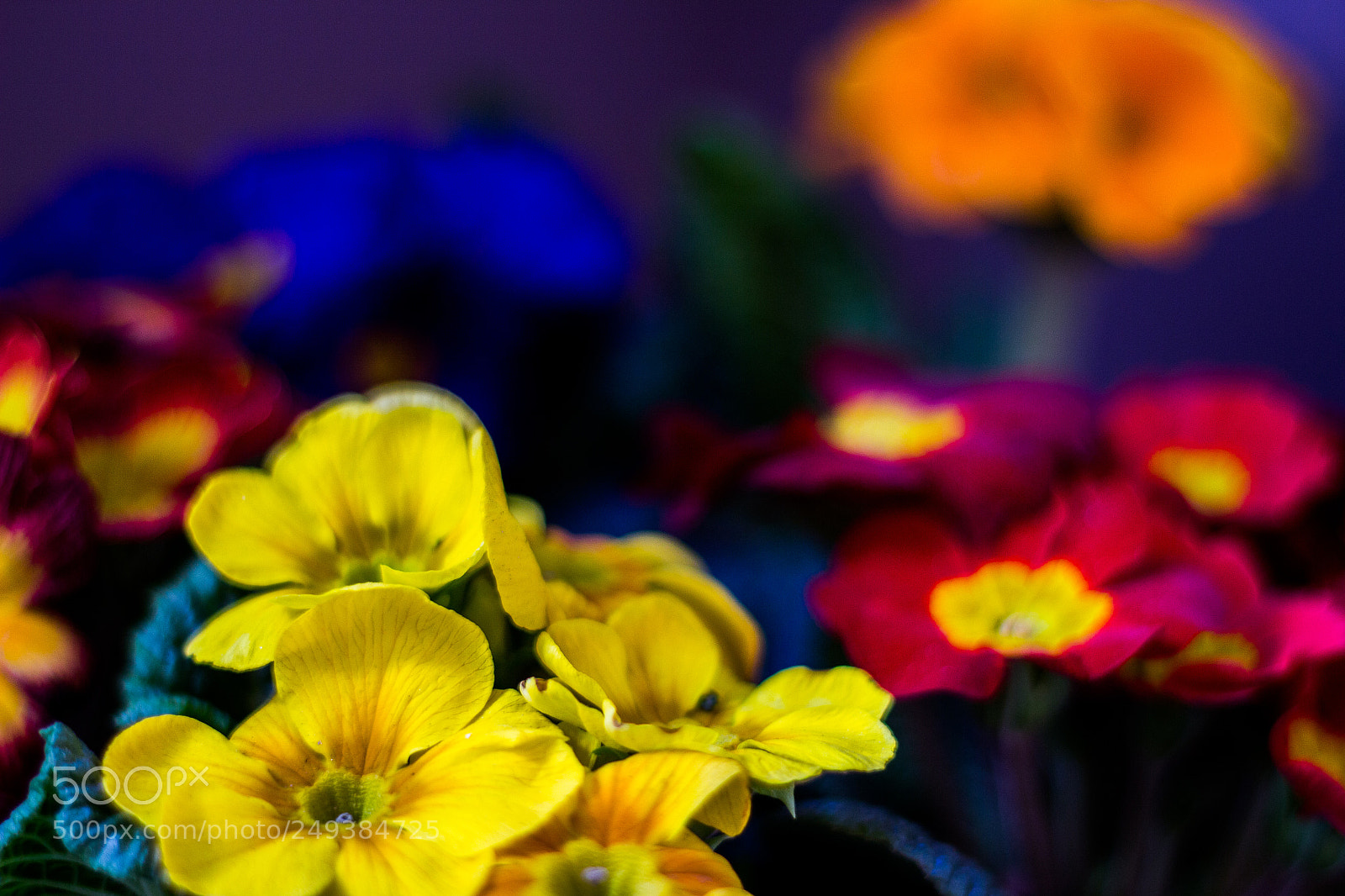 Canon EOS 700D (EOS Rebel T5i / EOS Kiss X7i) sample photo. Spring flowers photography