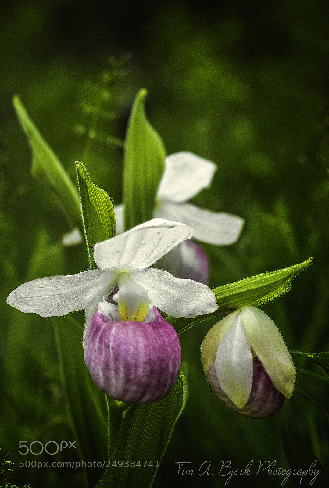 Nikon D800 sample photo. Lady slipper photography