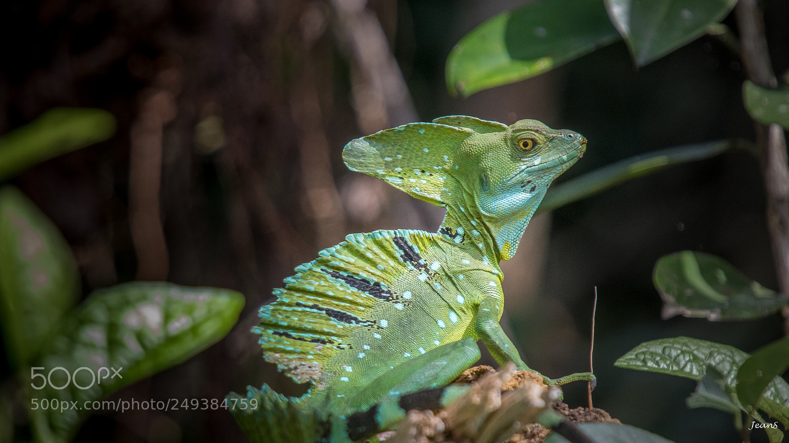 Canon EOS 80D sample photo. Emerald basilisk photography