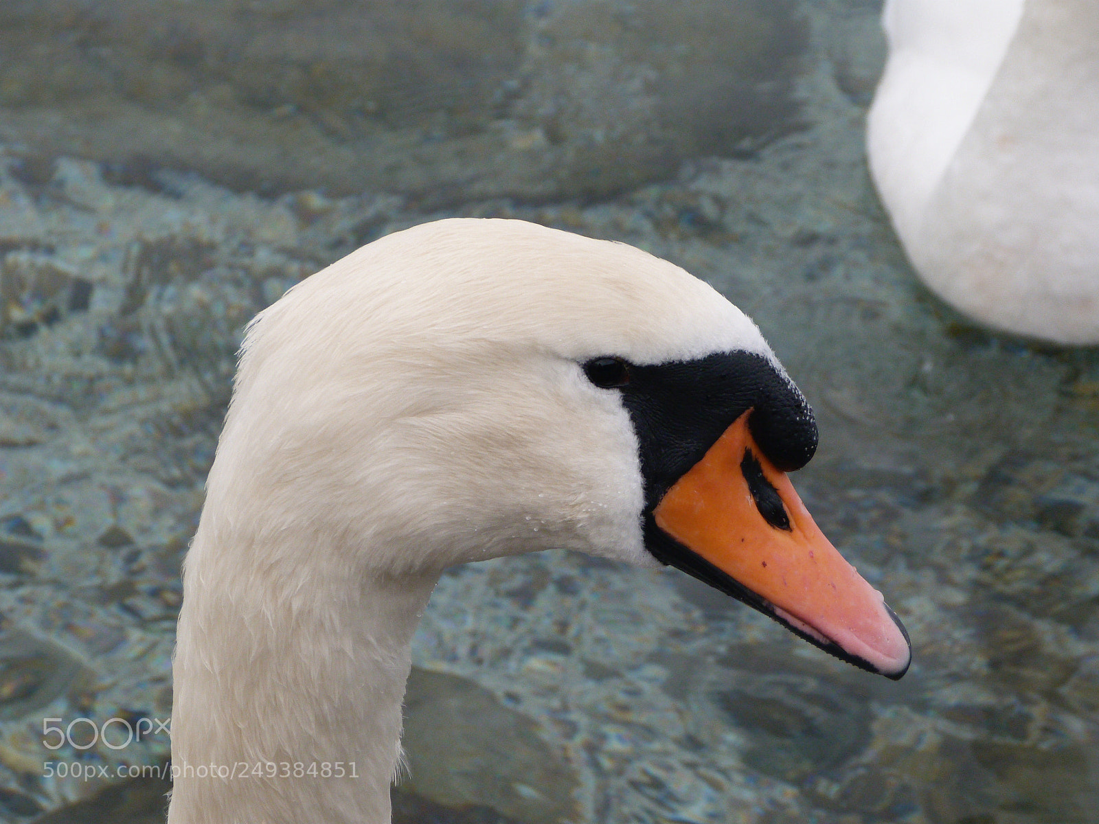 Panasonic Lumix DMC-FZ40 (Lumix DMC-FZ45) sample photo. Swan in geneva photography