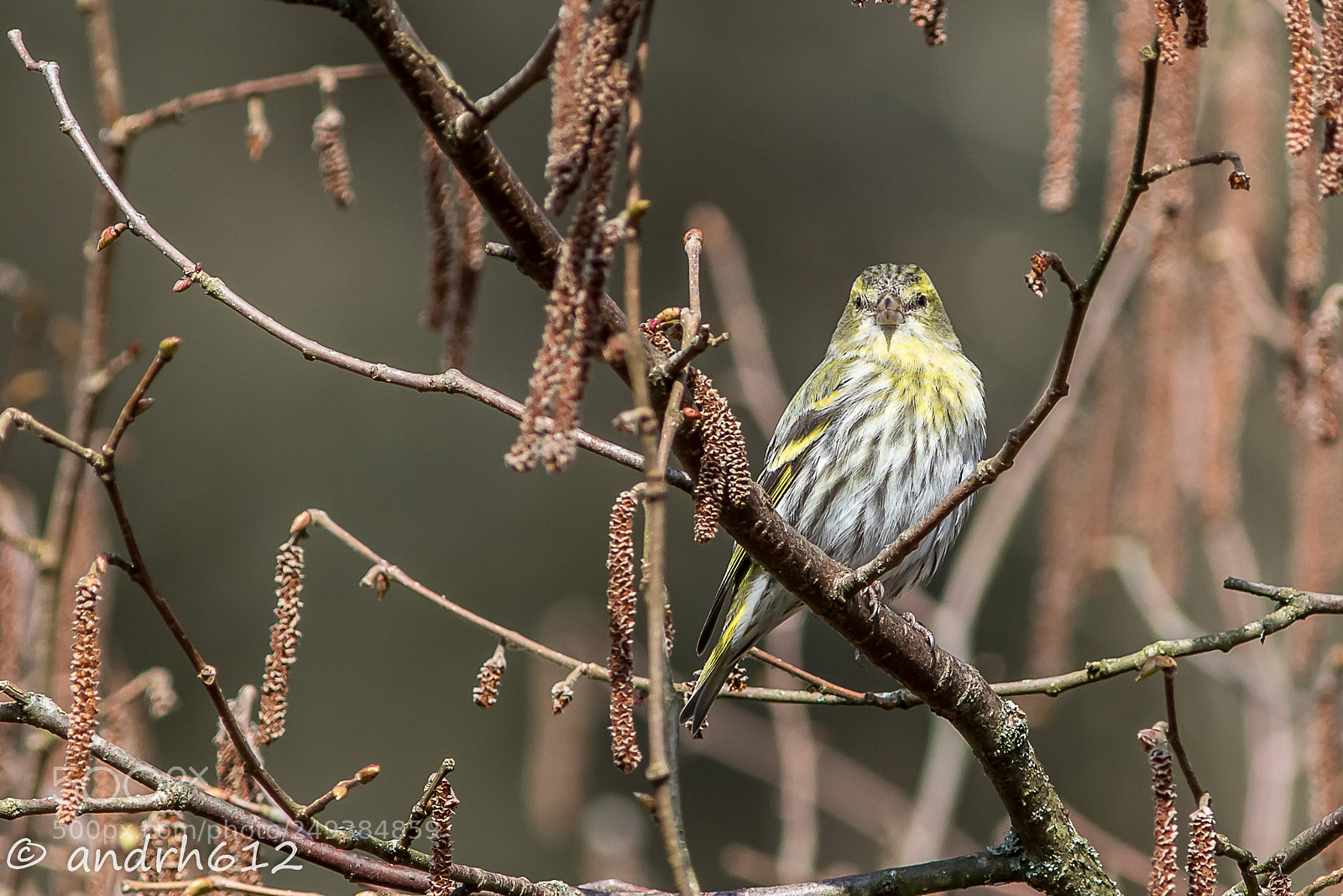 Canon EOS 7D Mark II sample photo. Tarin des aulnes (femelle) photography