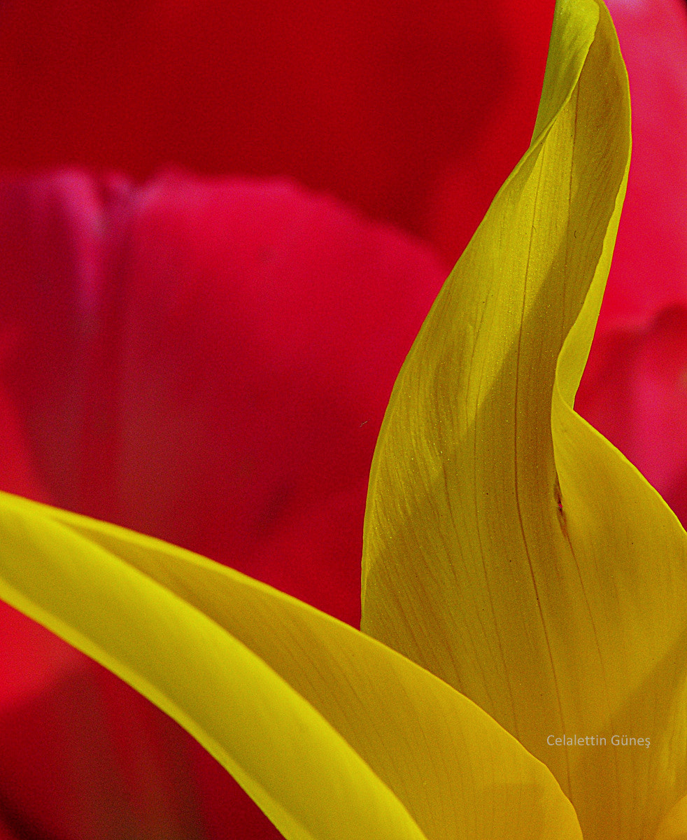 Nikon AF-S Micro-Nikkor 105mm F2.8G IF-ED VR sample photo. Yellow leaves photography