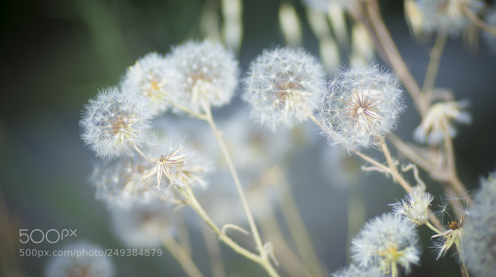 Nikon D7200 sample photo. La magia de los photography