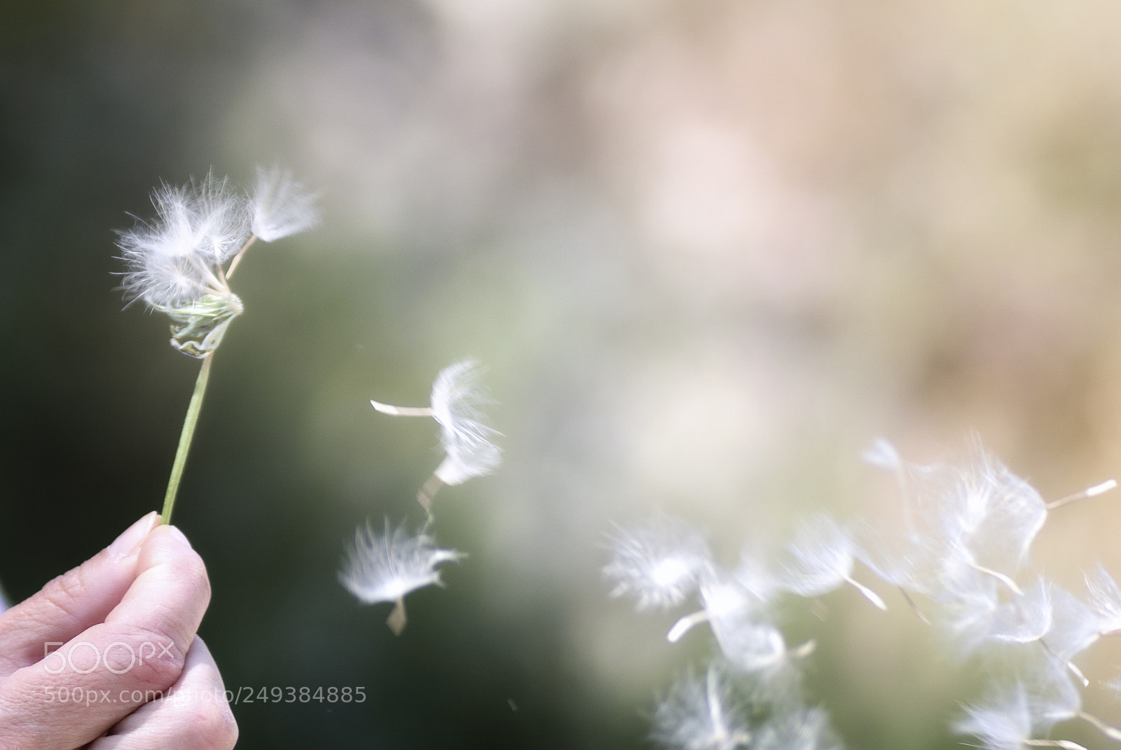 Nikon D7200 sample photo. Libertad o photography