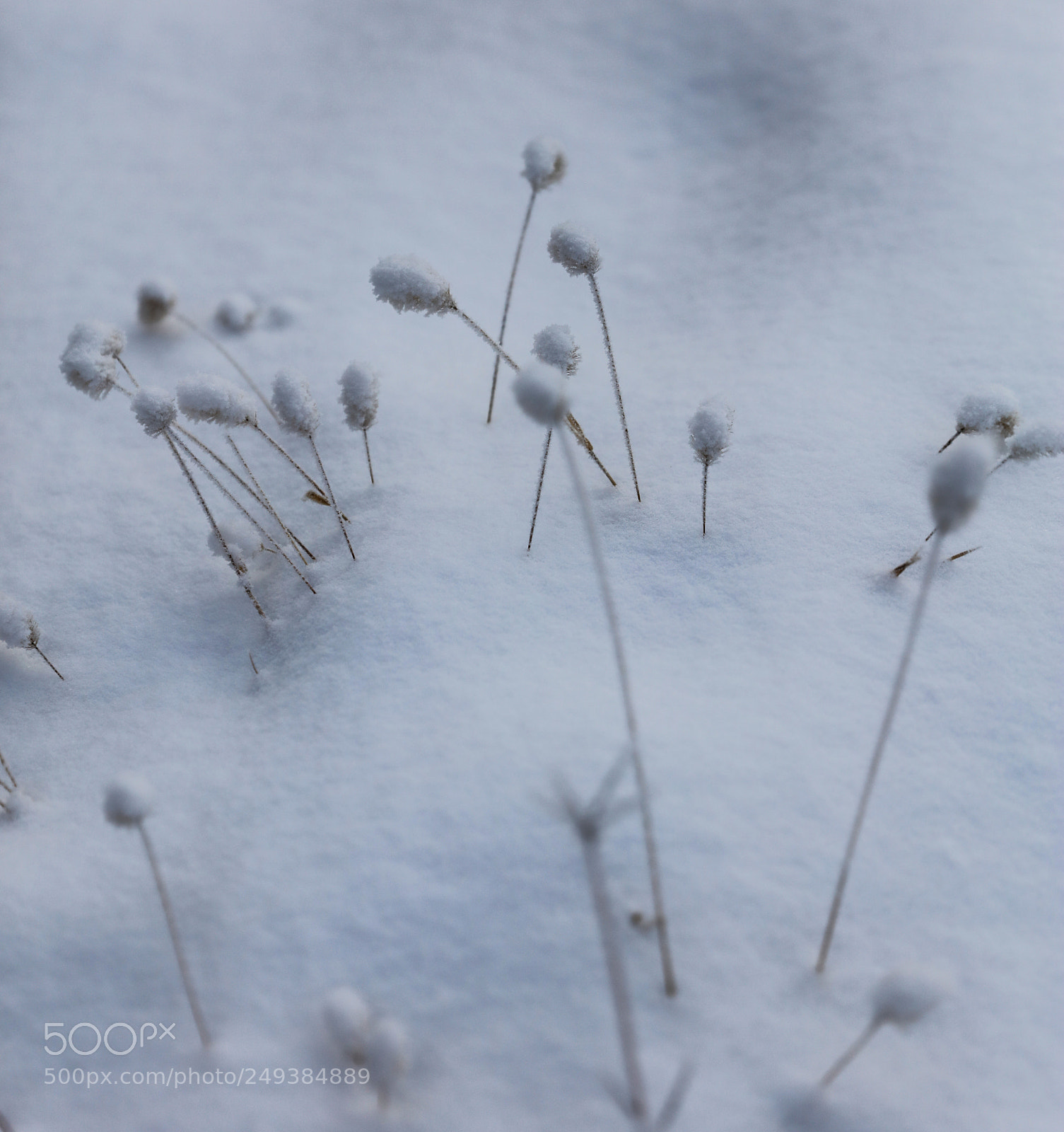 Canon EOS 5DS R sample photo. Lollipops in snow photography