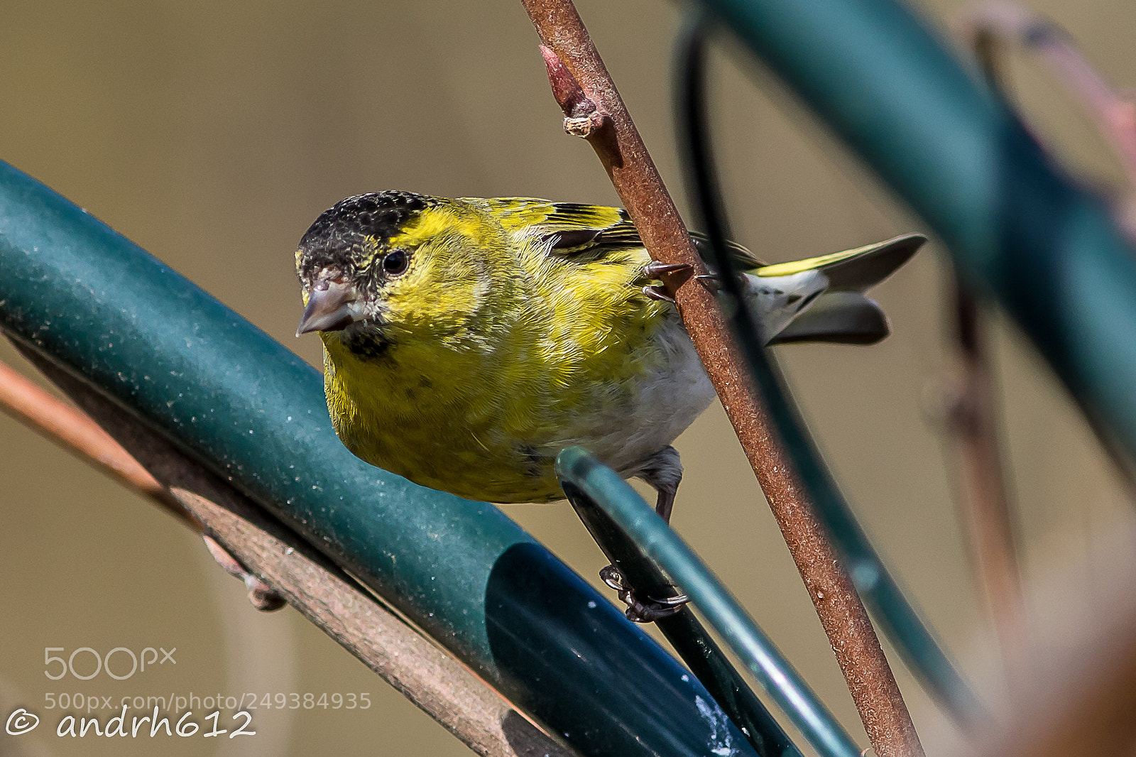 Canon EOS 7D Mark II sample photo. Tarin des aulnes m photography